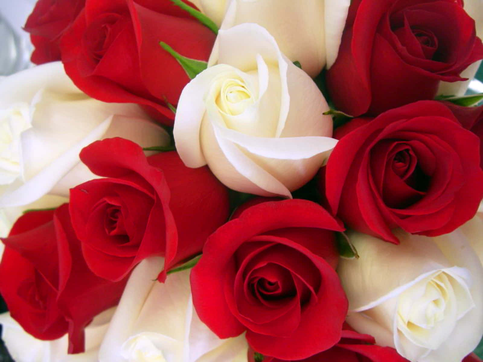beautiful roses, vibrant red roses, creamy white roses, HD Desktop Wallpaper