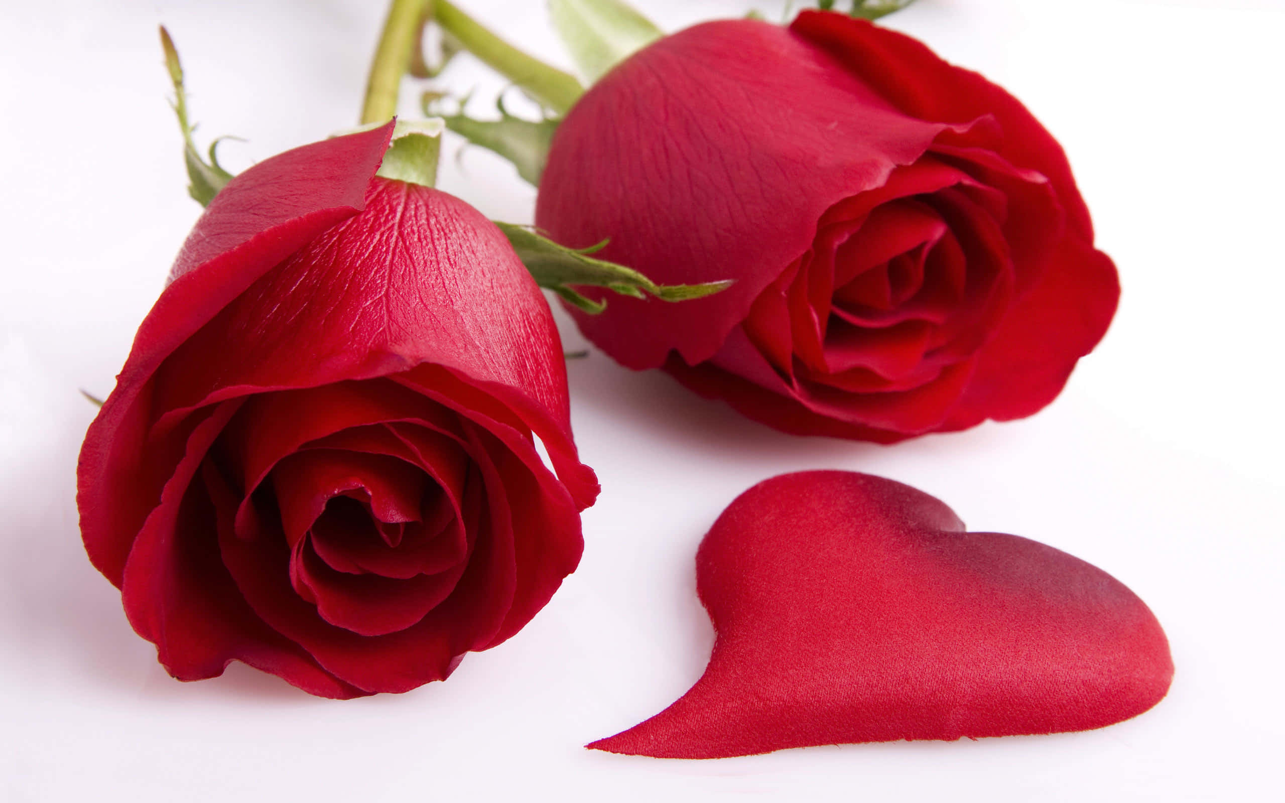 beautiful roses, vibrant red roses, green stems, 2K Desktop Wallpaper