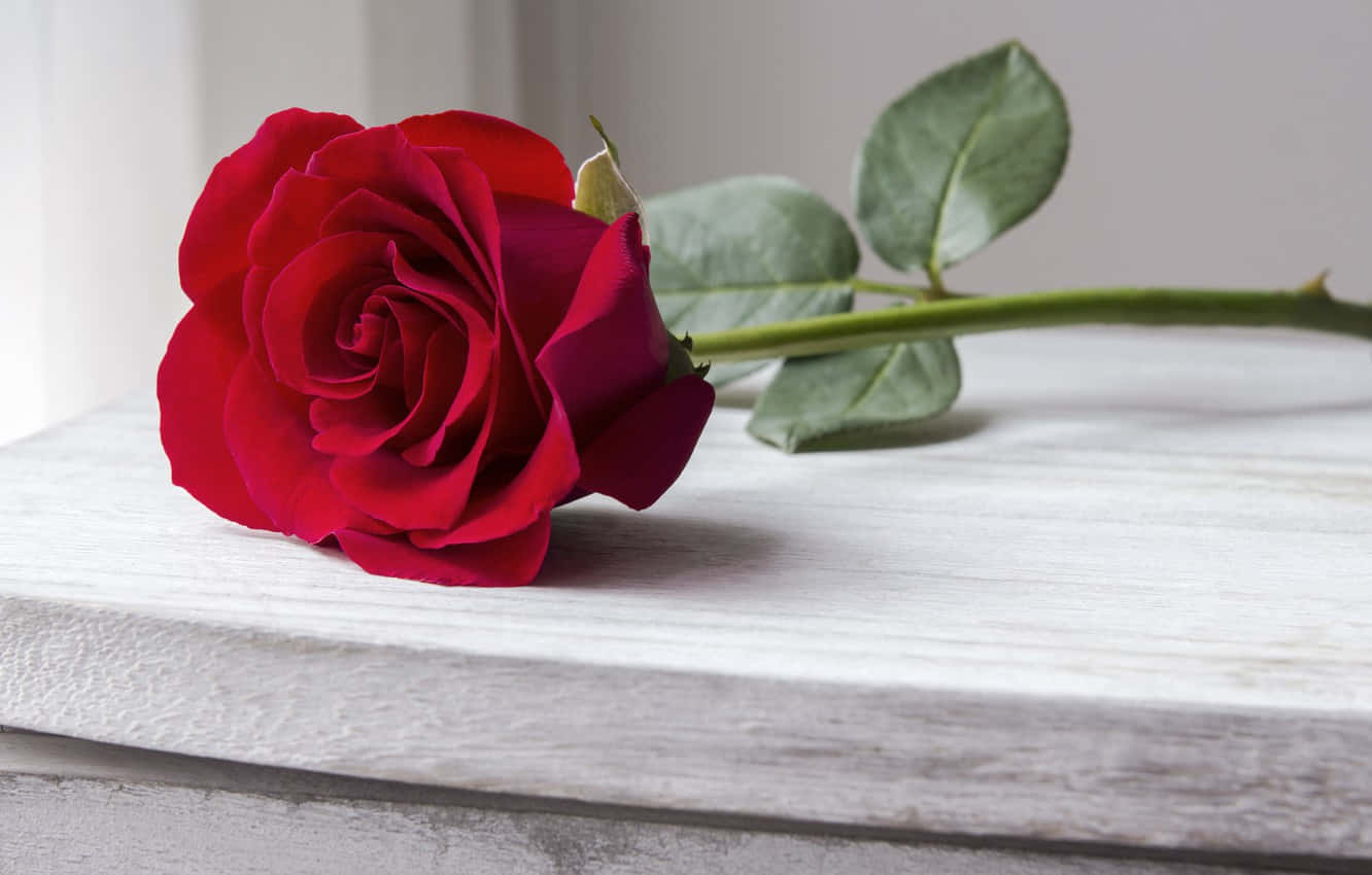 red roses, vibrant red rose, lush petals, HD Desktop Wallpaper