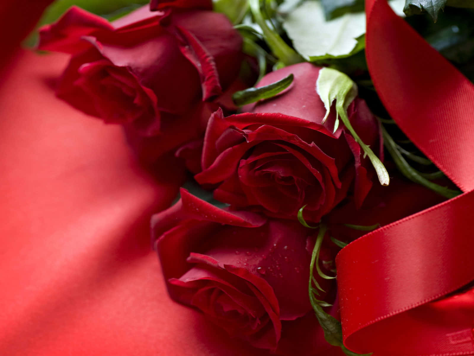 beautiful roses, vibrant red roses, dewdrops, HD Desktop Wallpaper