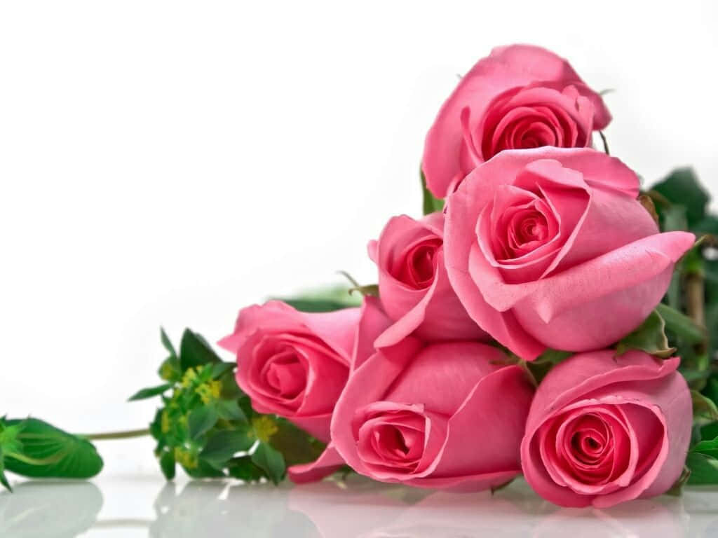 pink roses, lush green leaves, reflective white surface, SD Desktop Wallpaper