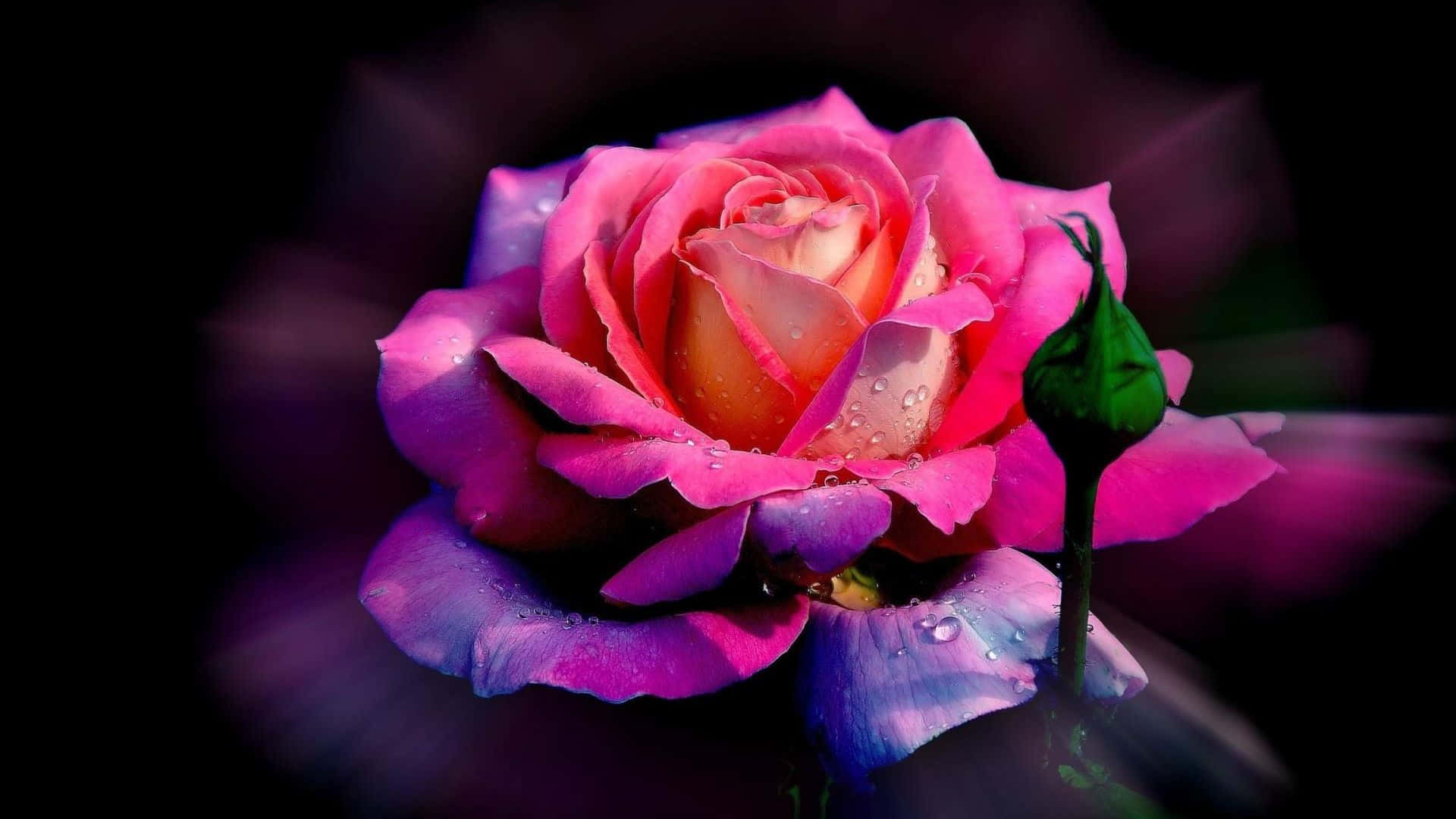 beautiful roses, vibrant pink rose, dew drops, Full HD Desktop Wallpaper