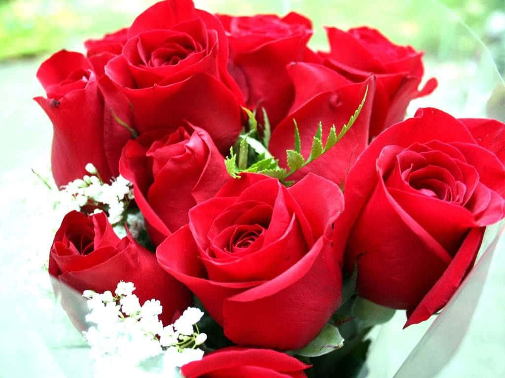 peach roses, vivid red roses, white baby's breath, SD Desktop Wallpaper