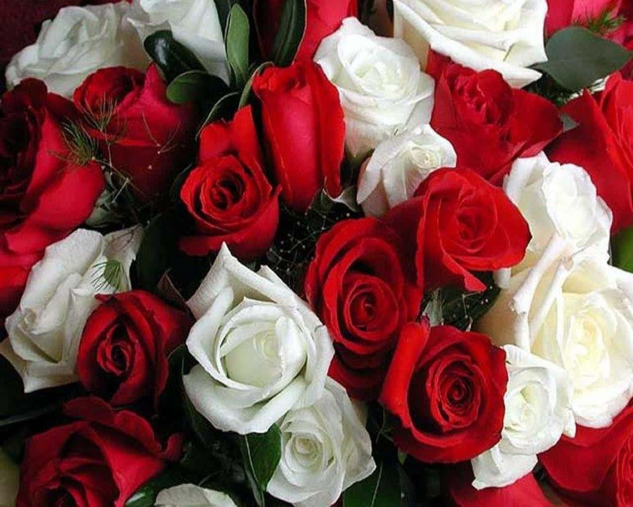 red and white roses, vibrant red, pristine white, HD Desktop Wallpaper