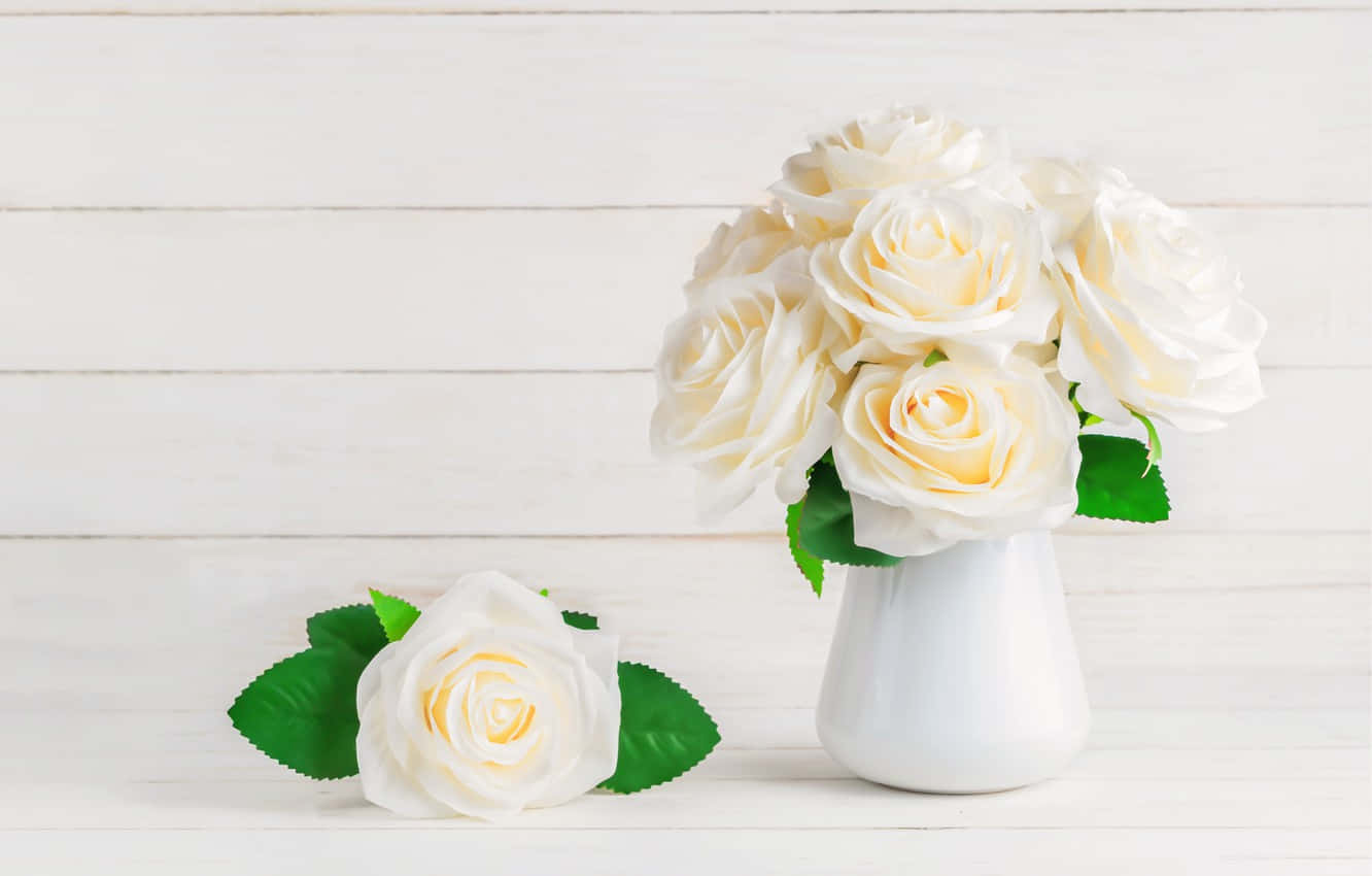 beautiful roses, creamy white roses, white vase, HD Desktop Wallpaper