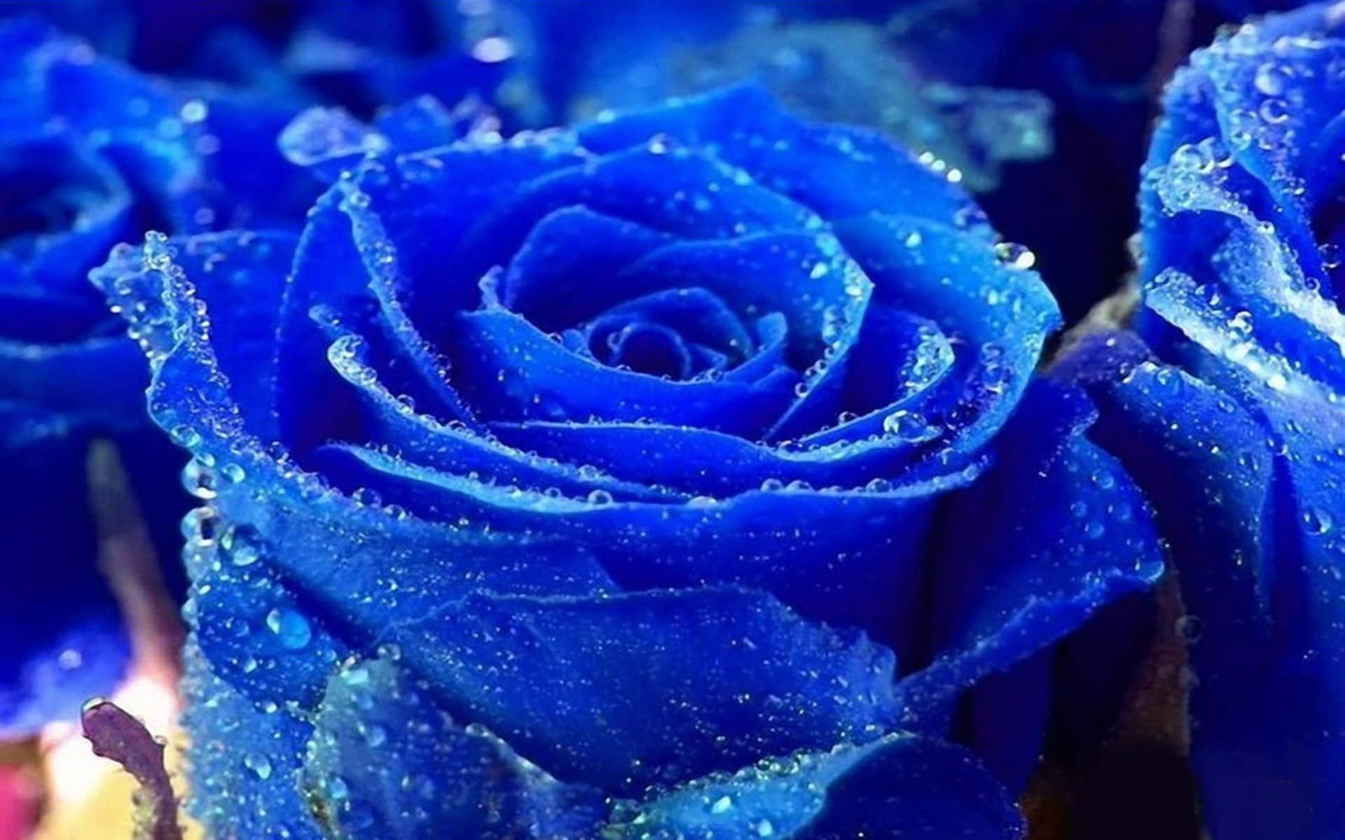 blue roses, water droplets, close-up, Full HD Desktop Wallpaper