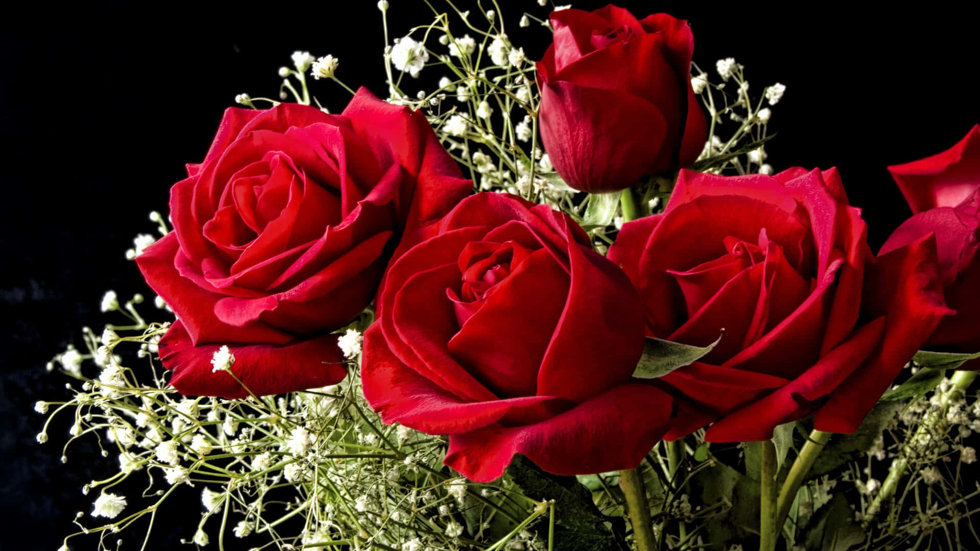Beautiful Roses, vibrant red roses, delicate white baby's breath, Full HD Desktop Wallpaper