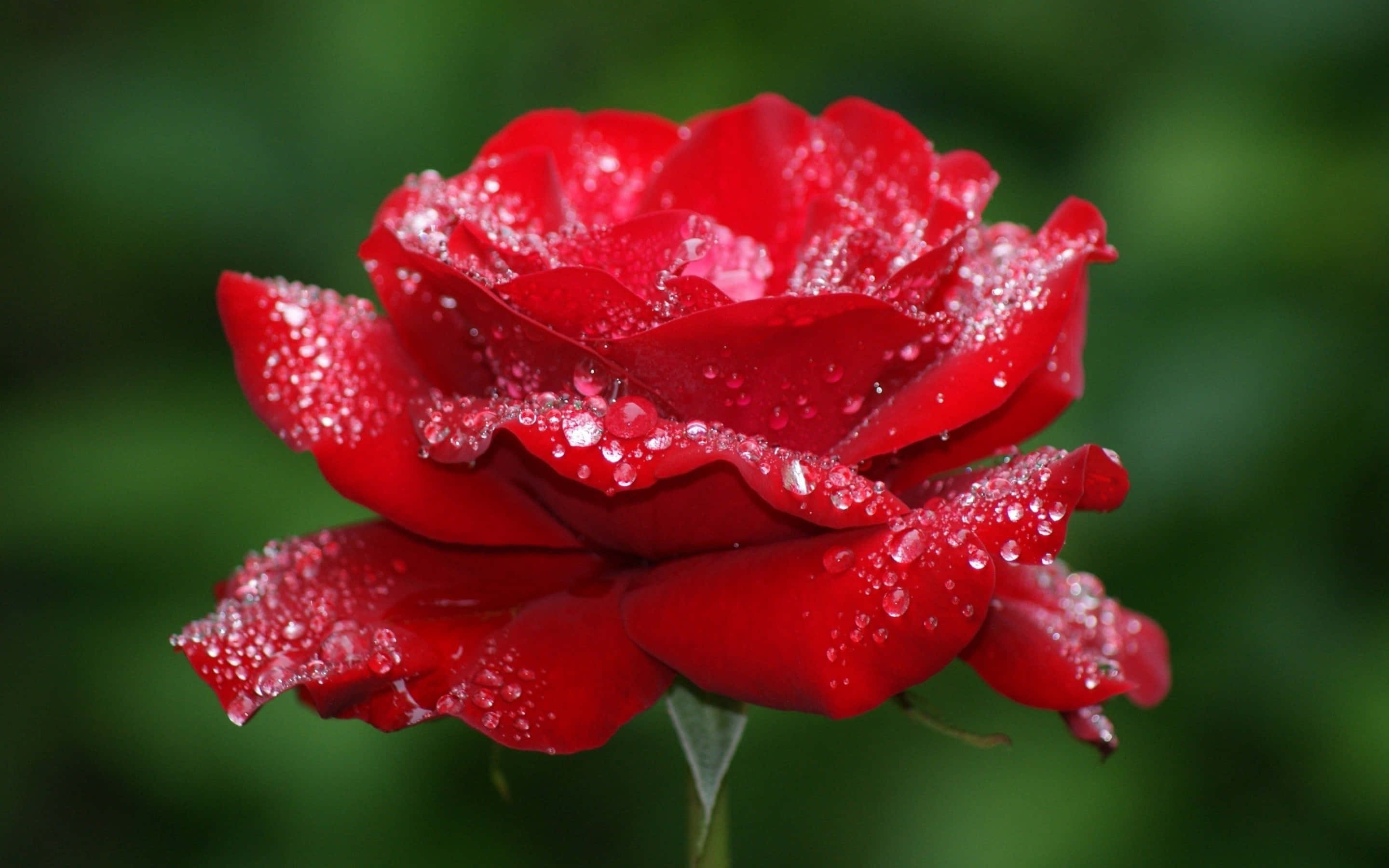 pink rose, vibrant red rose, dewdrops, 2K Desktop Wallpaper