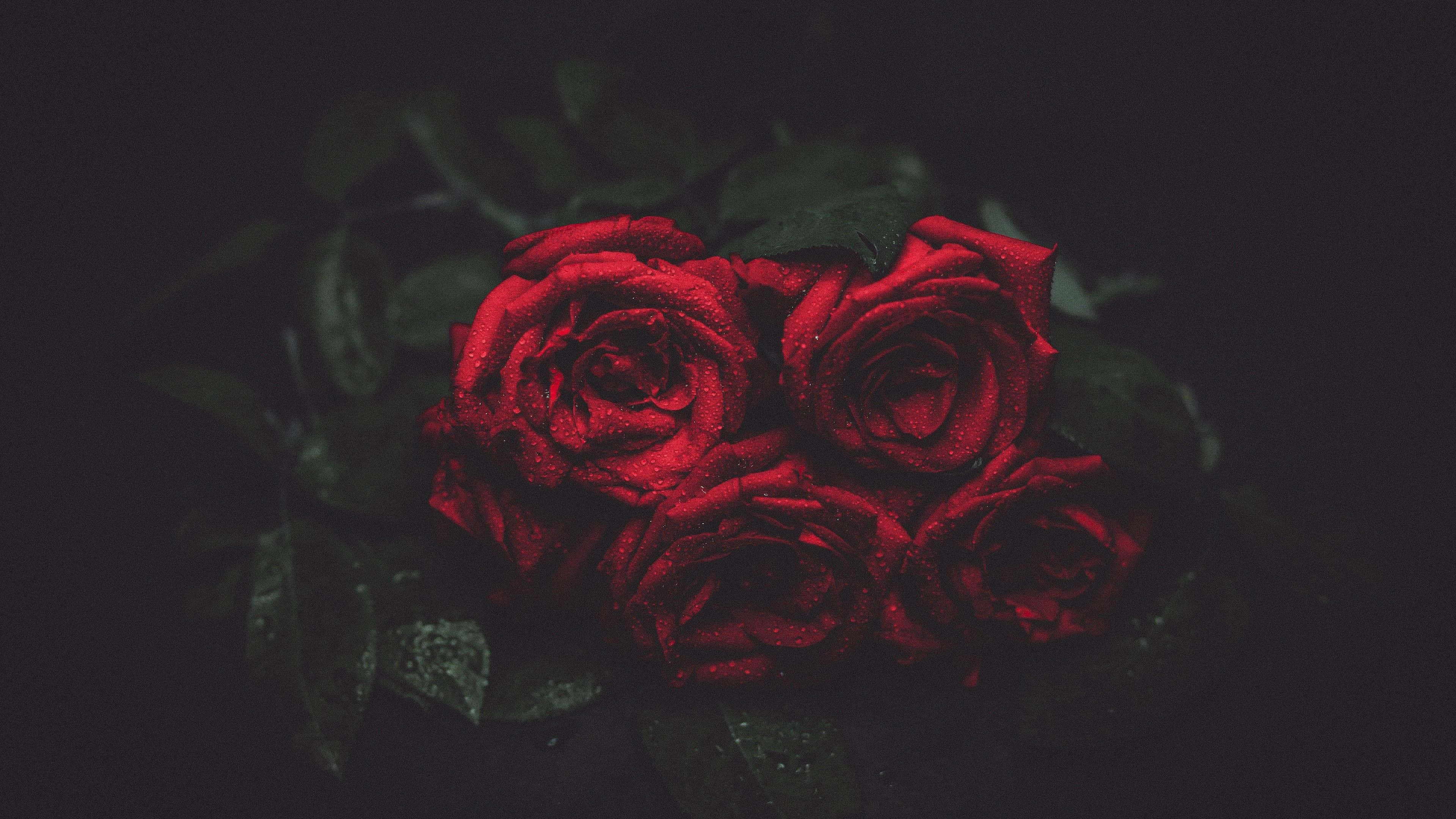 red roses, dark background, dew, 4K Desktop Wallpaper
