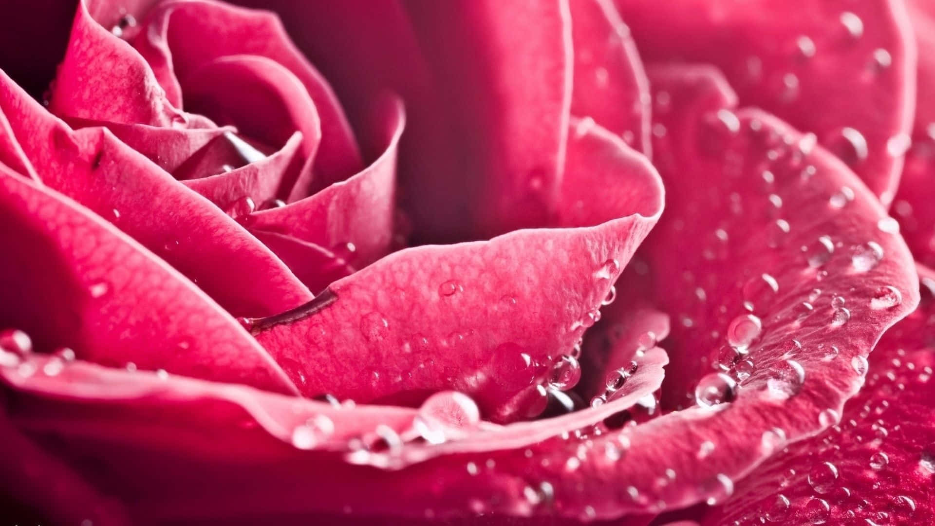pink rose, deep pink, water droplets, Full HD Desktop Wallpaper