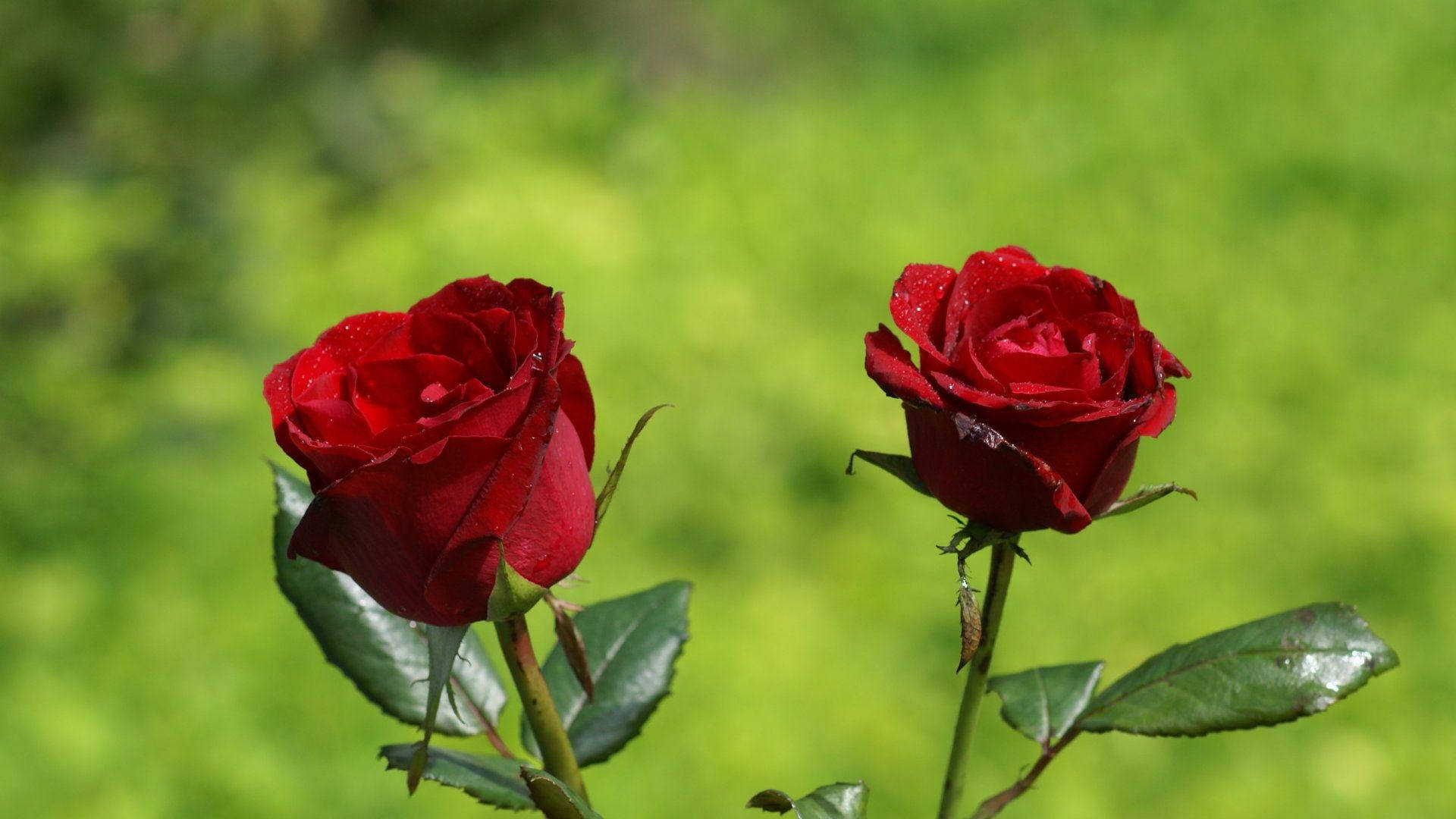 Love Rose Pair, vibrant red roses, dewdrops, Full HD Desktop Wallpaper