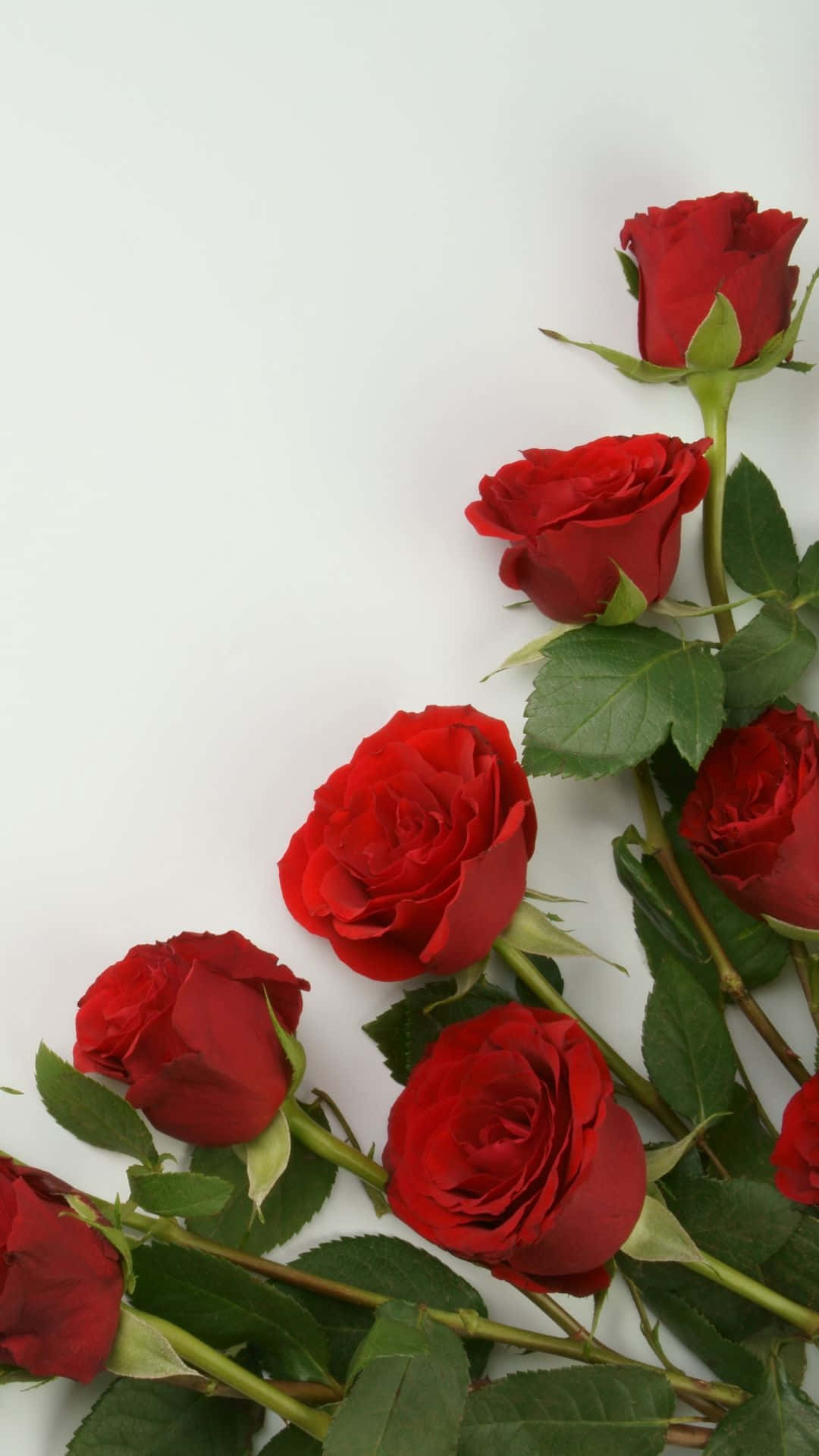 red roses, lush green leaves, white background, Full HD Phone Wallpaper