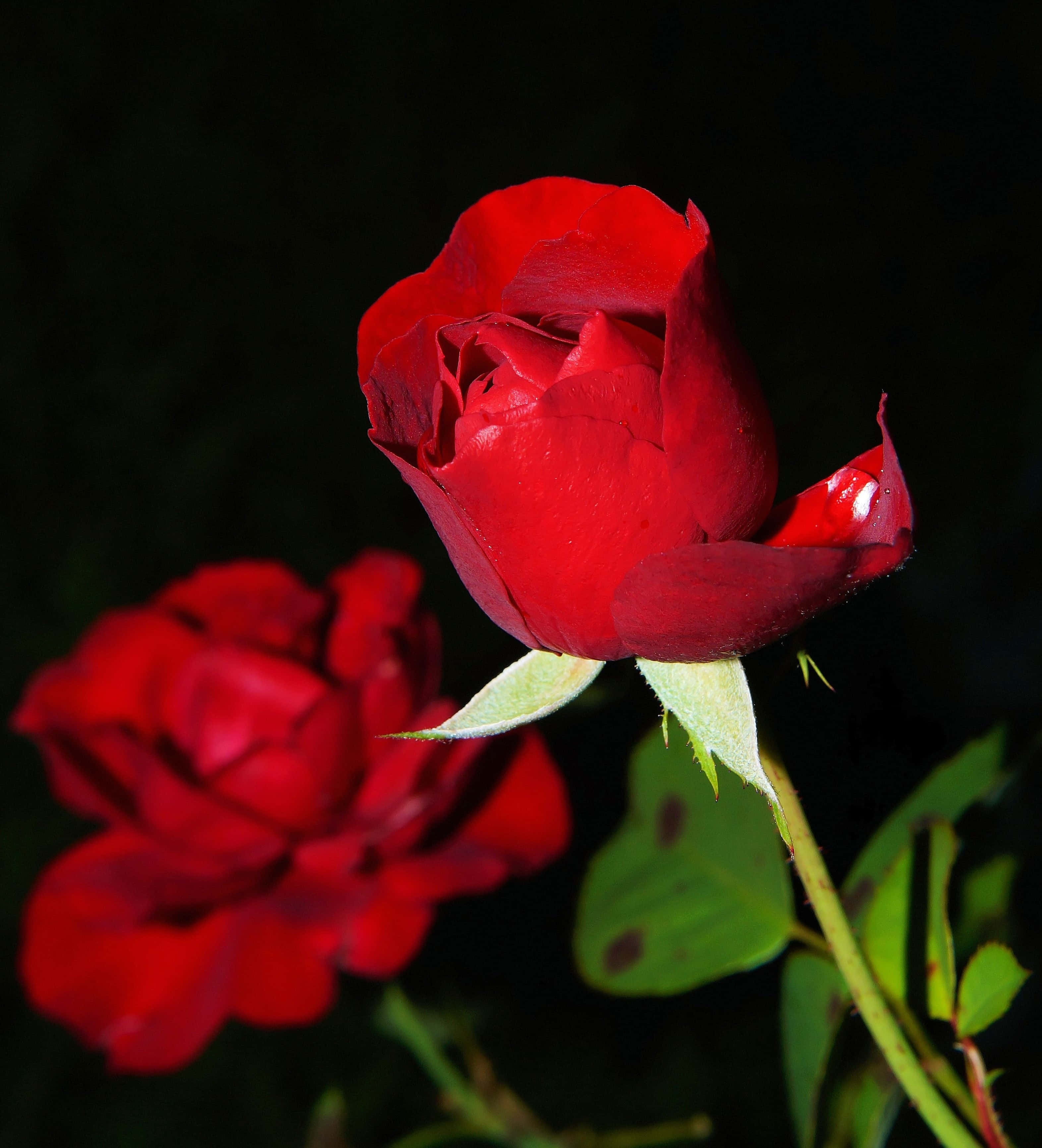 red rosebud, dew glistens, dark backdrop, 2K Phone Wallpaper
