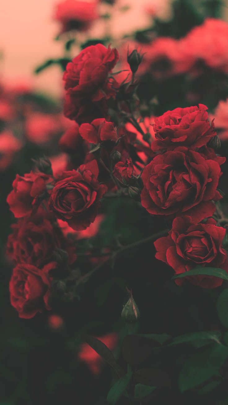 red roses, garden, deep red, HD Phone Wallpaper