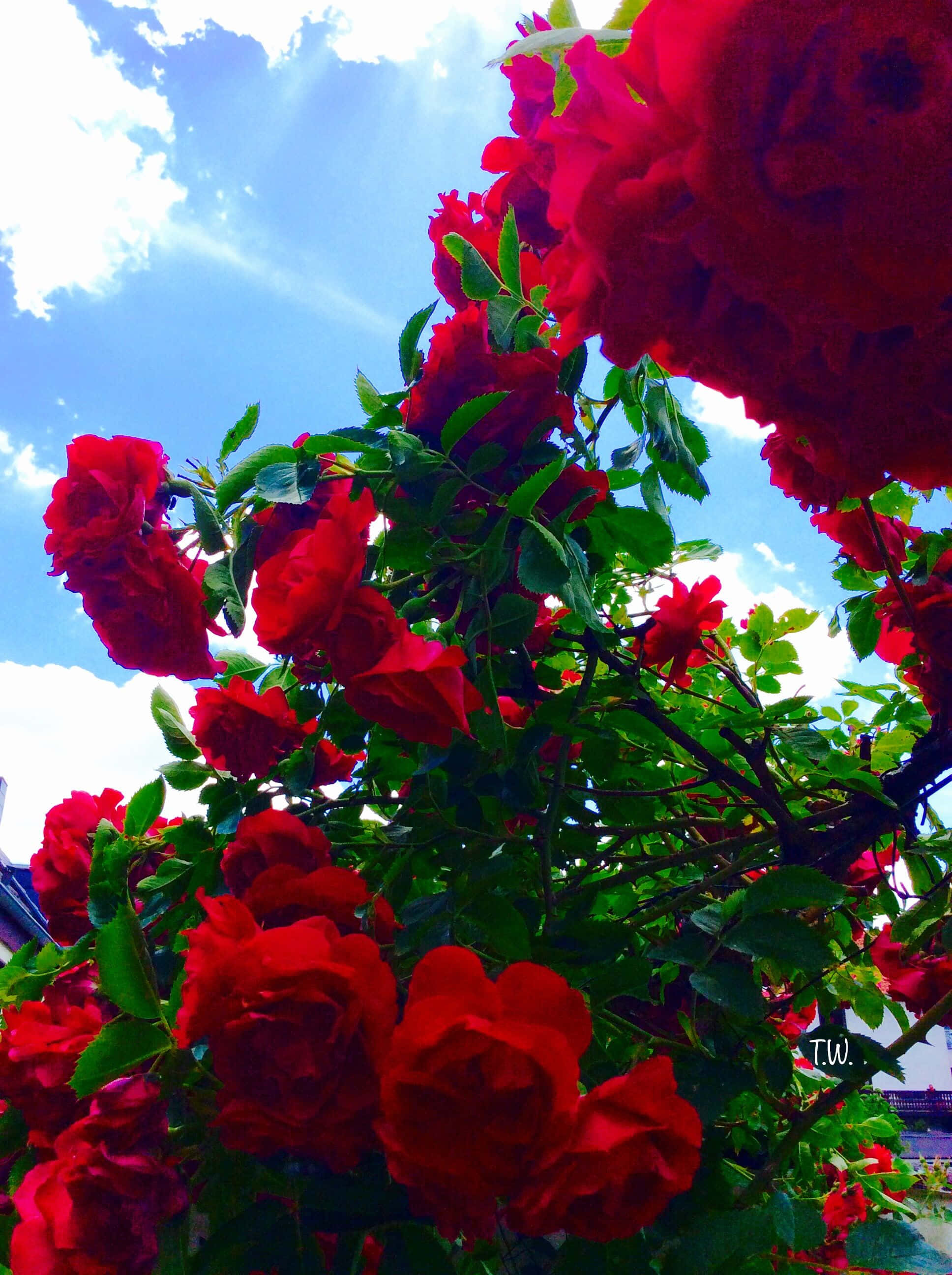 red roses, bright blue sky, scattered white clouds, 2K Phone Wallpaper