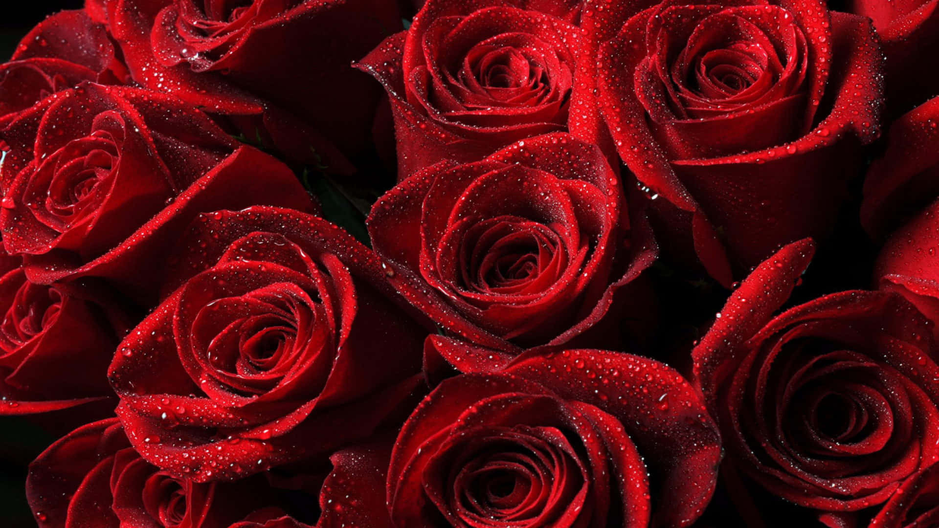 red roses, vibrant red, dewdrops, Full HD Desktop Wallpaper