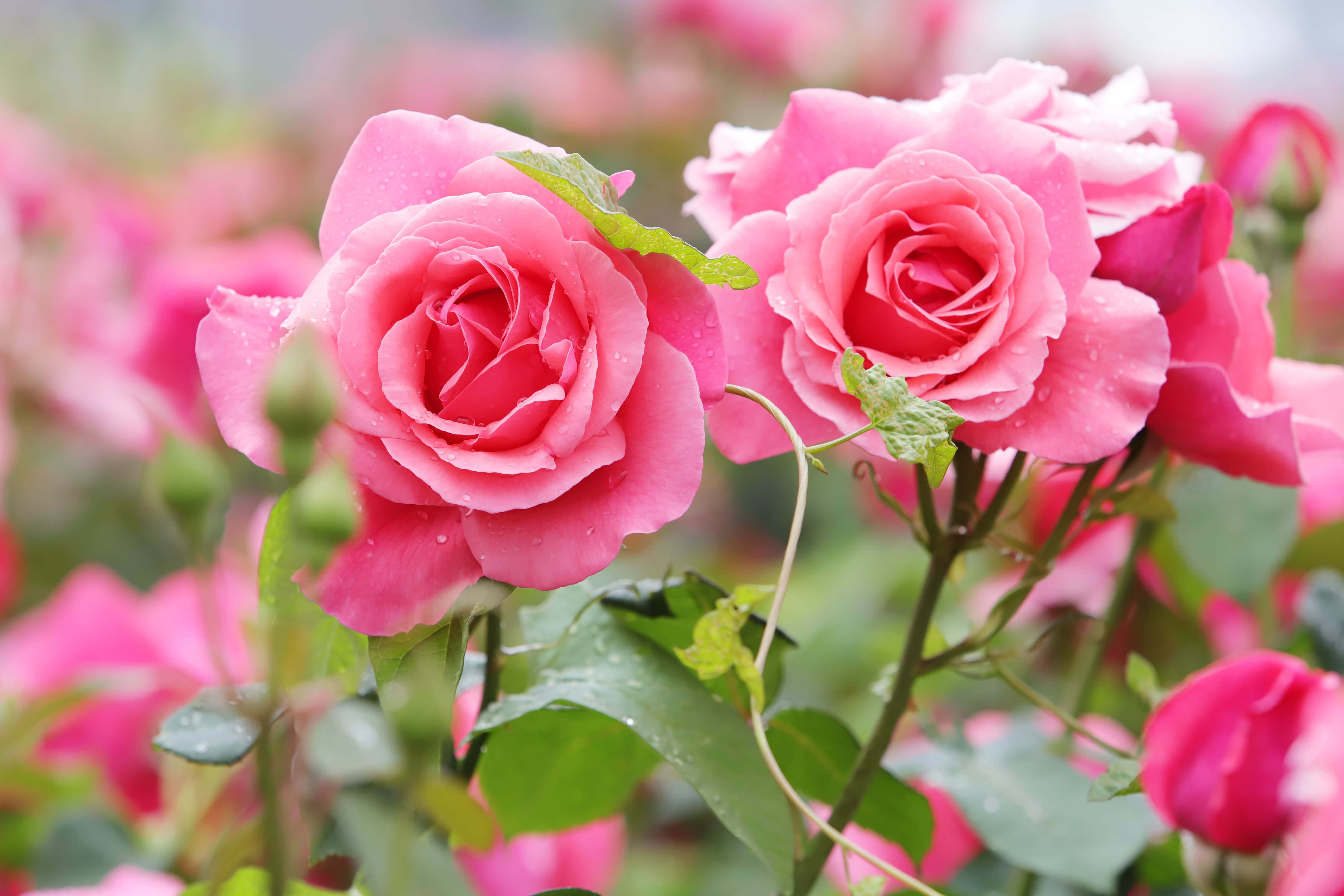 pink roses, garden, green leaves, 5K Desktop Wallpaper