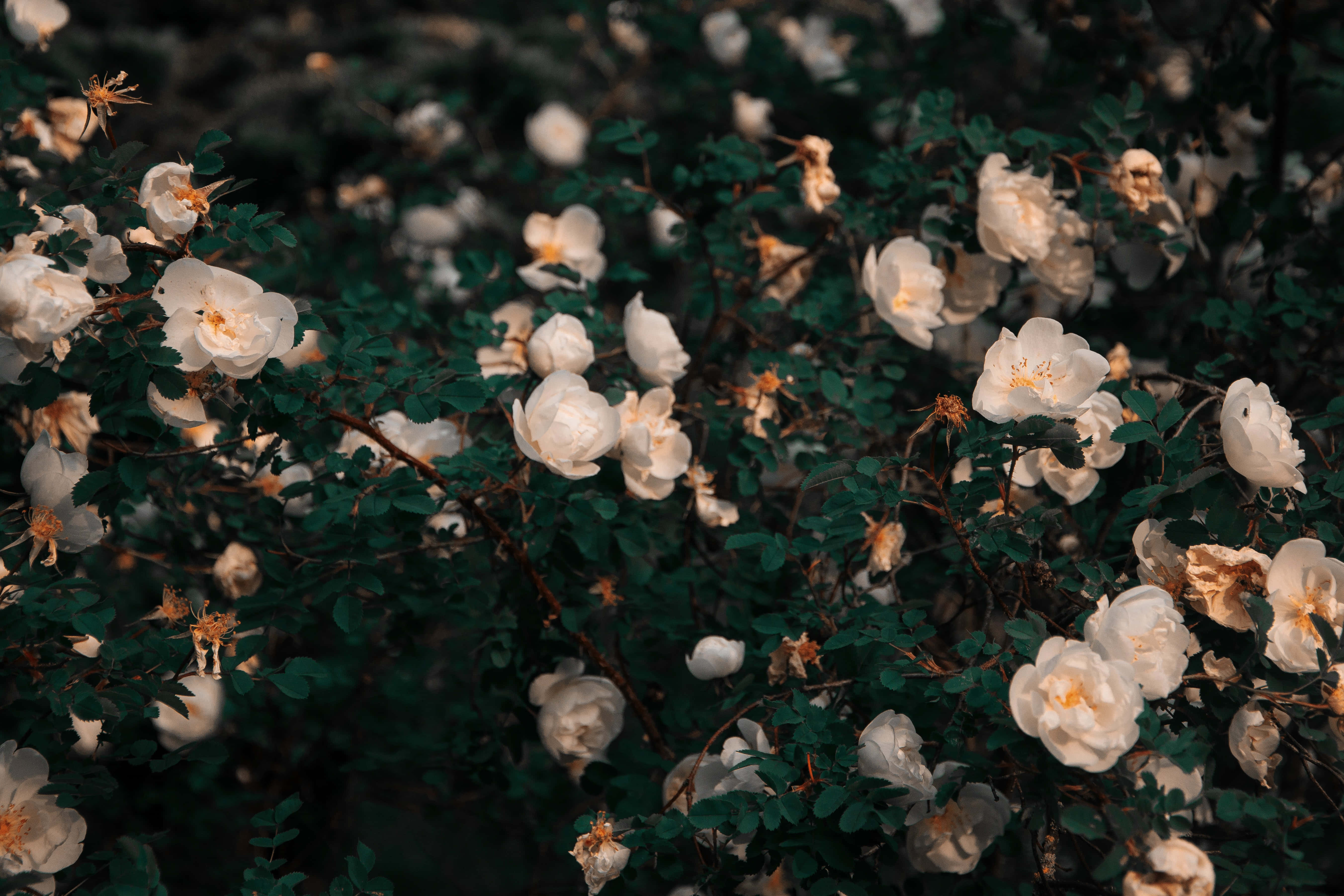 white roses, bush, deep green foliage, 5K Desktop Wallpaper