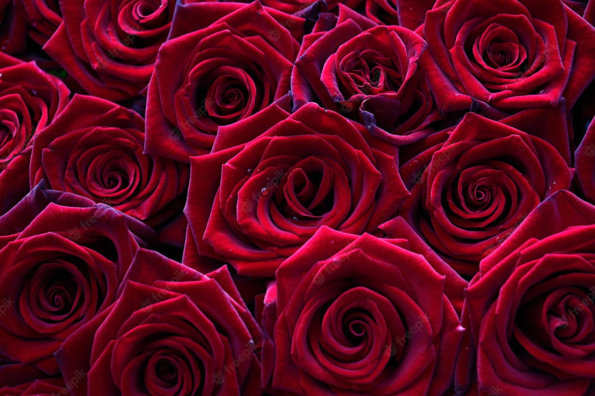 roses desktop 2000 x 1333, red roses, velvety deep red, Full HD Desktop Wallpaper