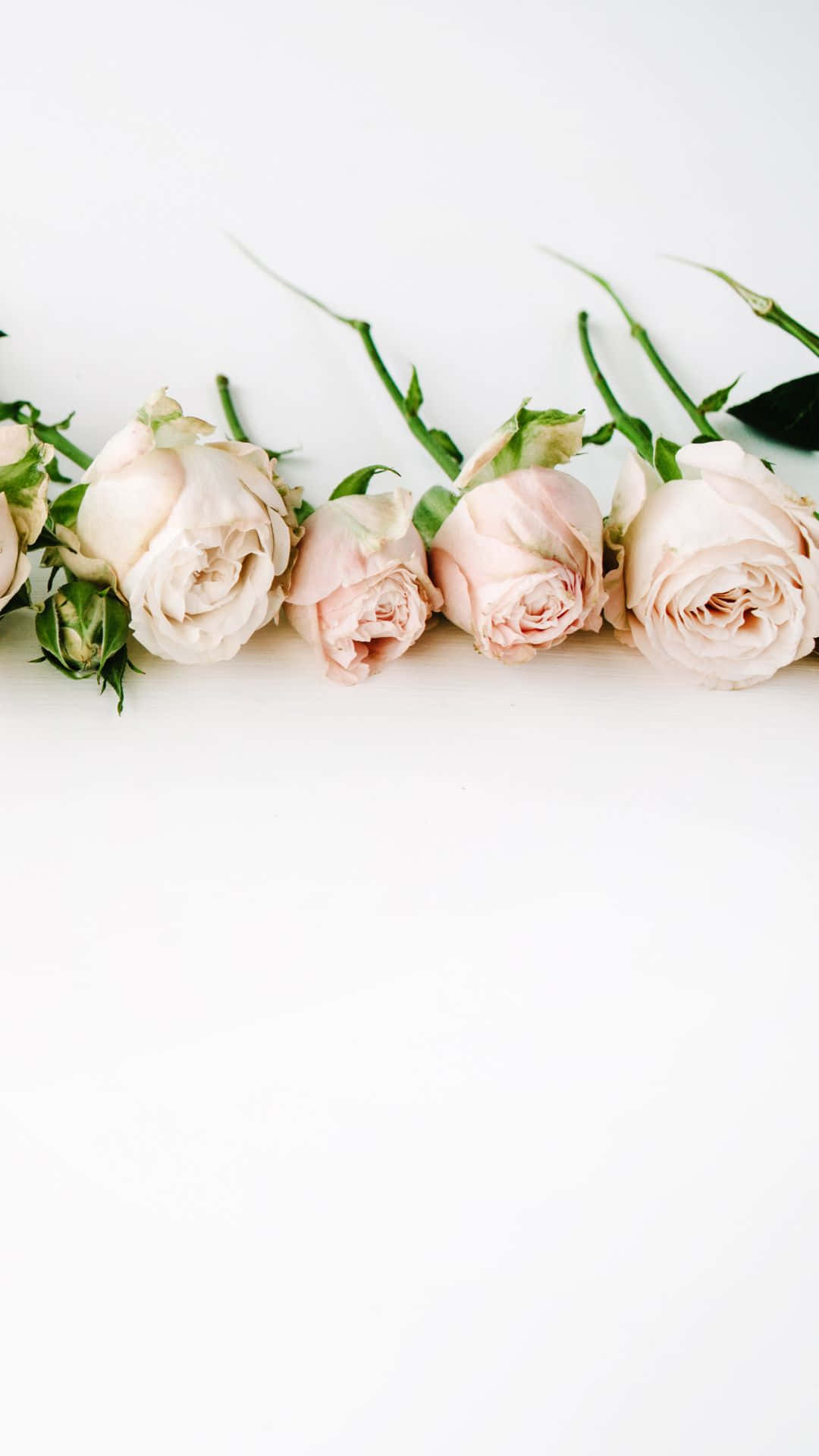 pink roses, white background, delicate pale pink roses, Full HD Phone Wallpaper