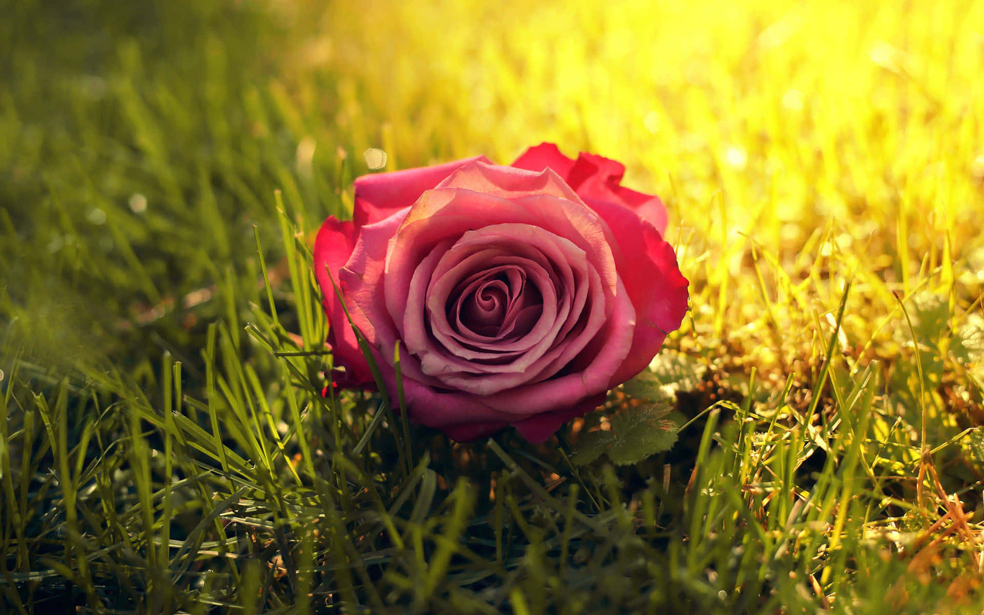 pink rose, vibrant green grass, warm golden sunlight, Full HD Desktop Wallpaper