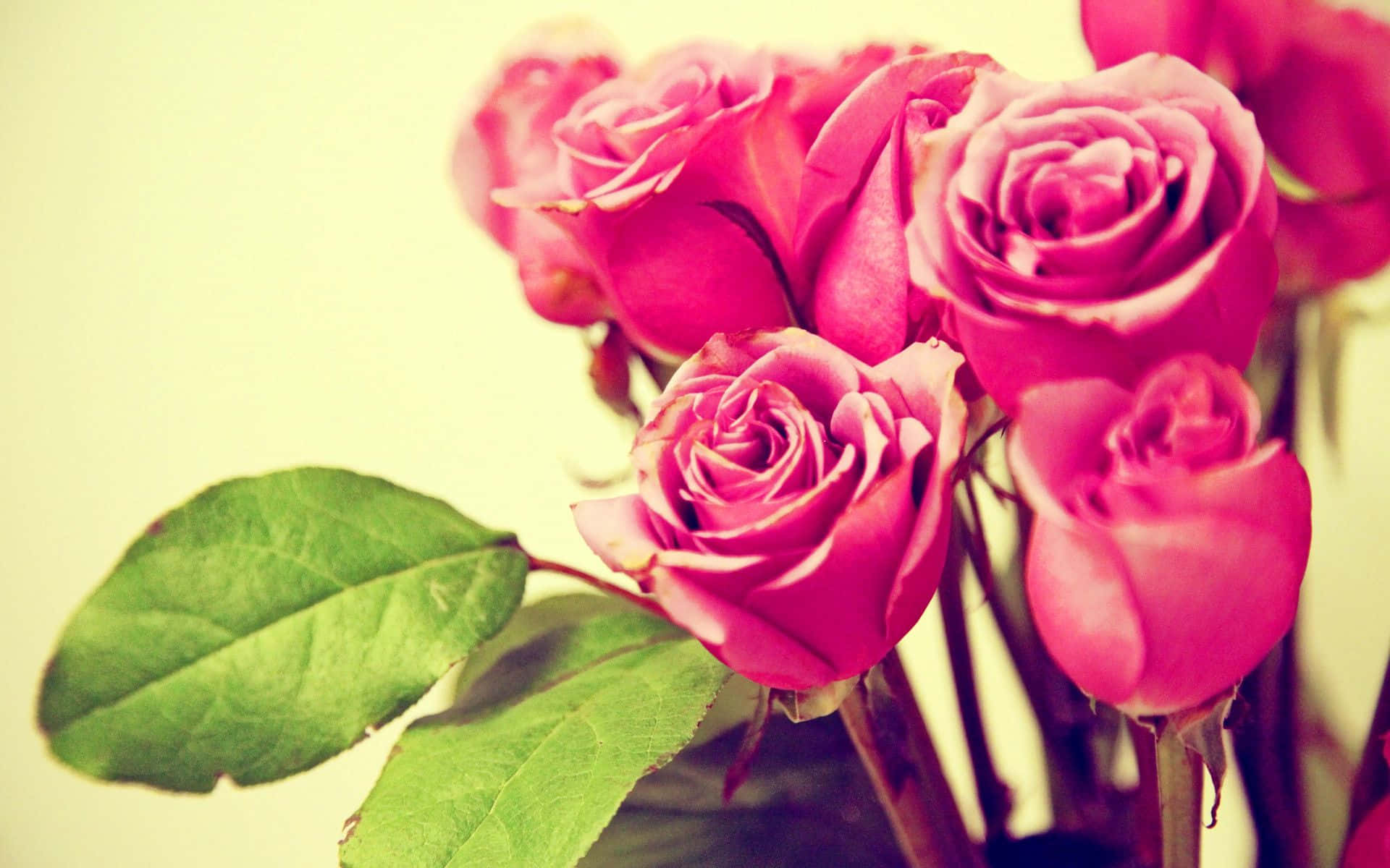 bouquet of pink roses, vibrant pink roses, lush green leaves, Full HD Desktop Wallpaper