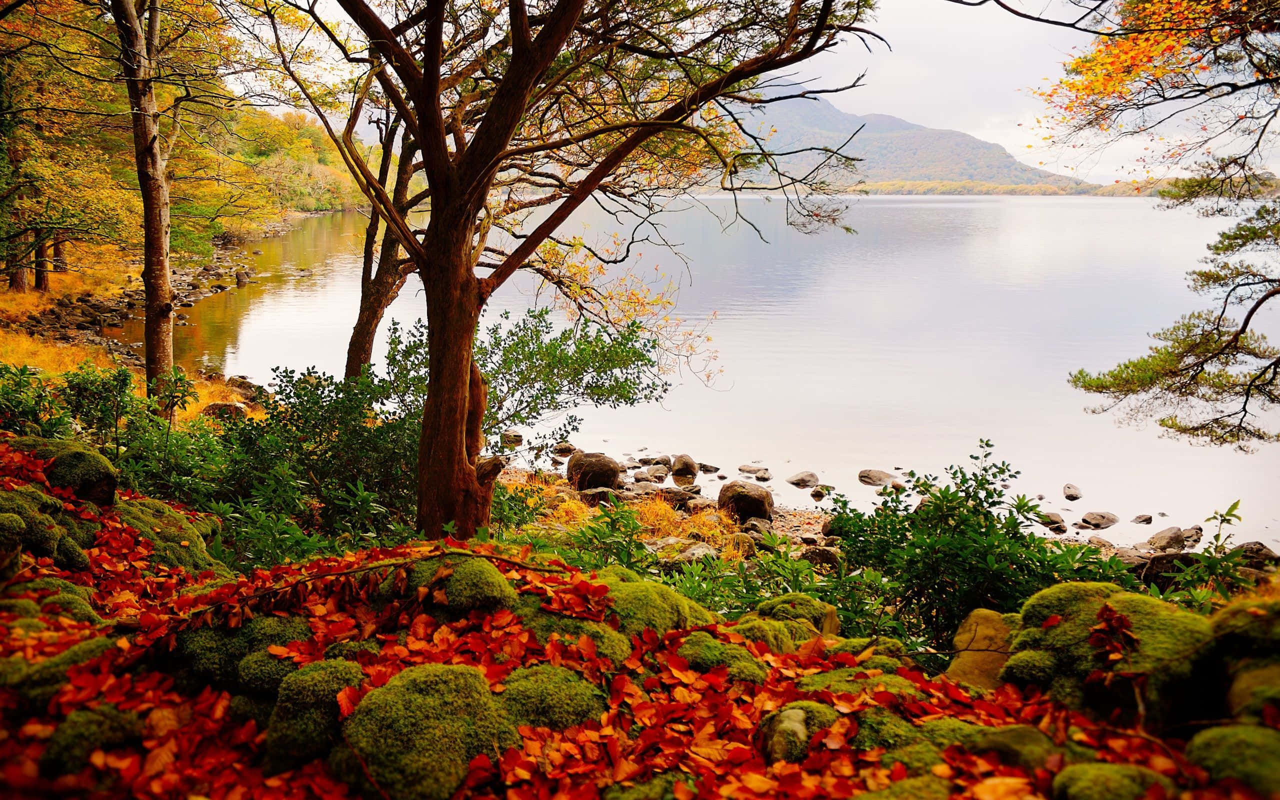 Autumn Tree Leaves, mossy rocks, tranquil lakeside, 2K Desktop Wallpaper