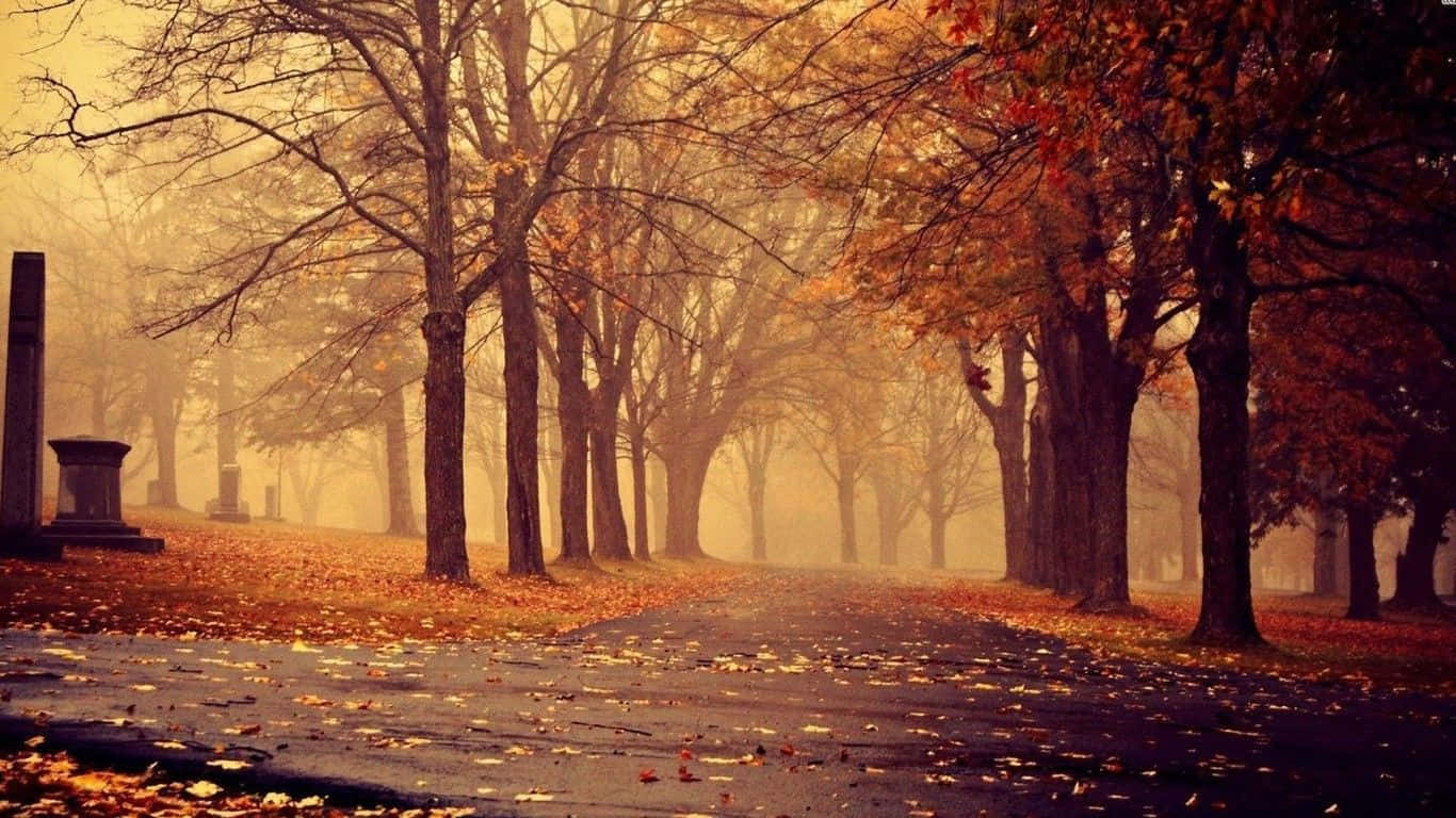 misty autumn path, cemetery, bare trees, HD Desktop Wallpaper