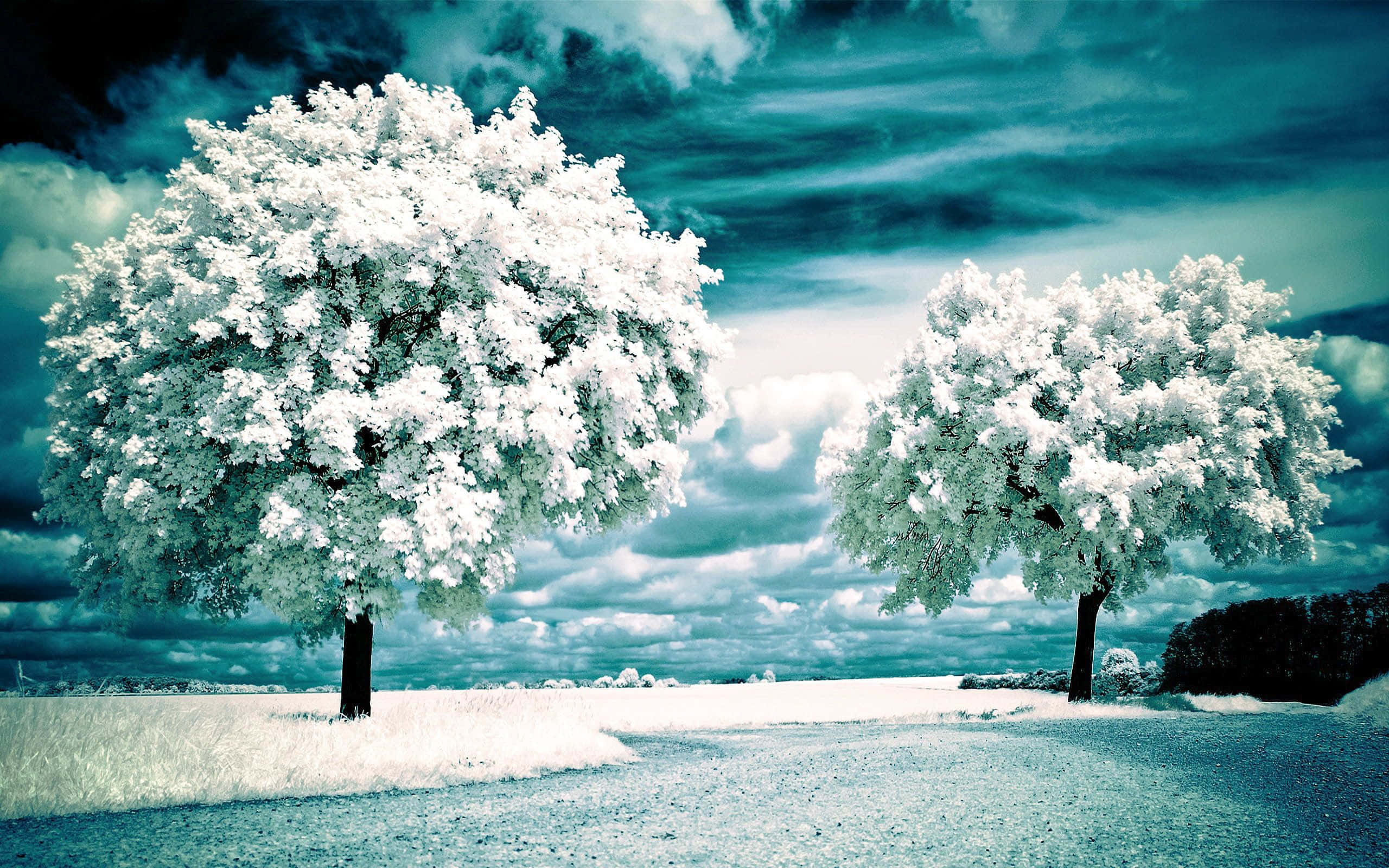 Winter Snow Trees, frosty field, teal and white cloudy sky, 2K Desktop Wallpaper