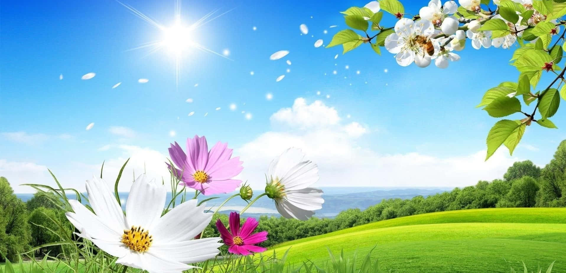 cosmos, cherry blossoms, spring meadow, HD Desktop Wallpaper