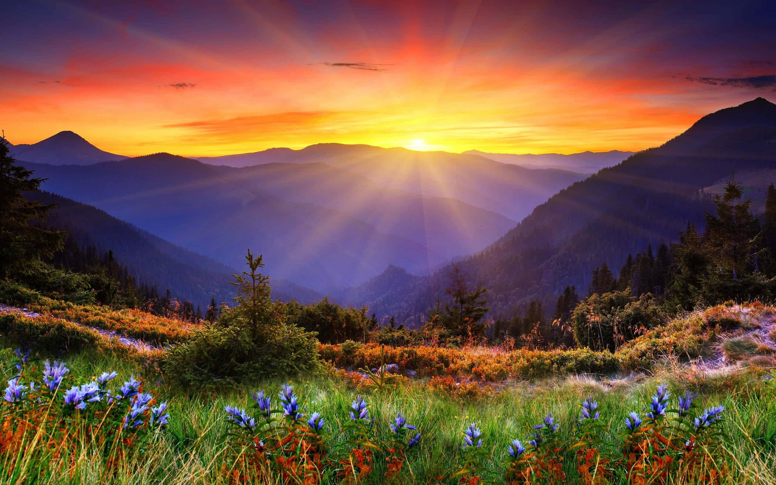 Sunburst, layered mountain ridges, purple wildflowers, 2K Desktop Wallpaper