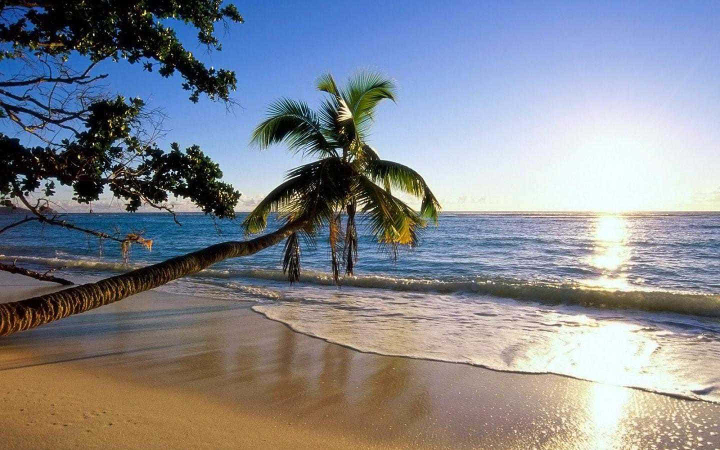 palm tree, golden sand, gentle waves, HD Desktop Wallpaper