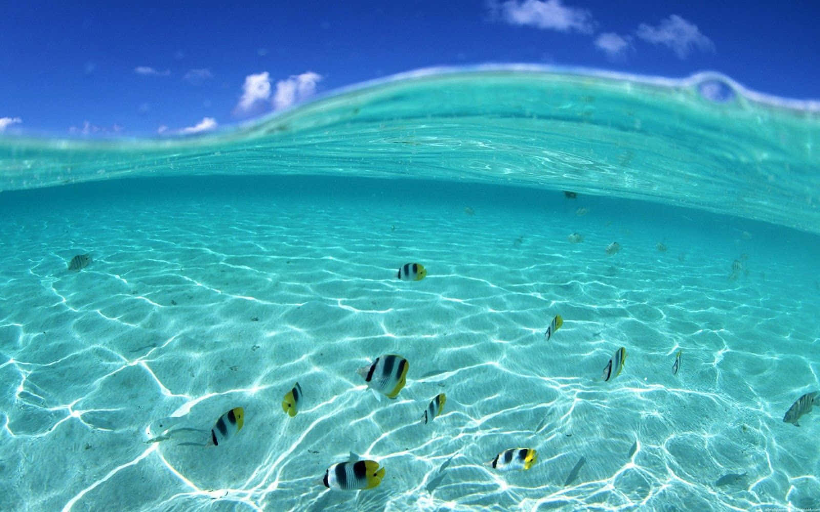 Beautiful Summer, turquoise ocean, sunlight patterns, HD Desktop Wallpaper