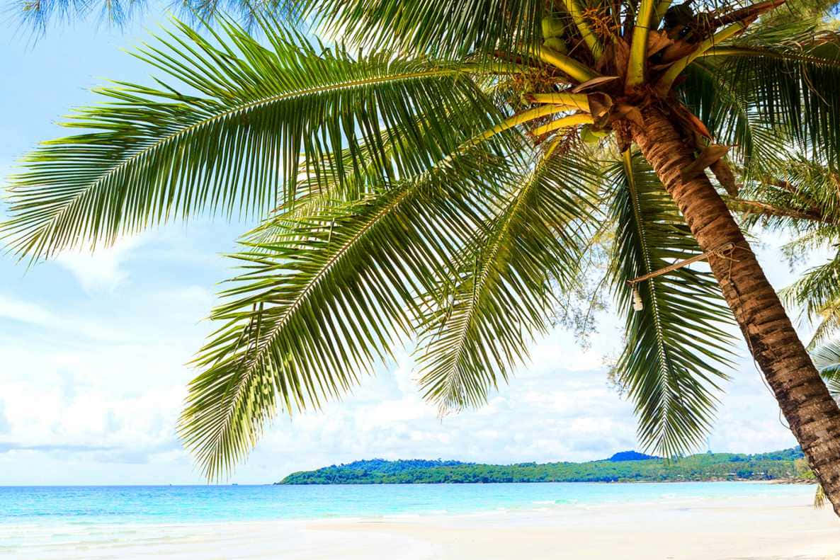 Beautiful Summer, tropical beach, leaning palm tree, SD Desktop Wallpaper