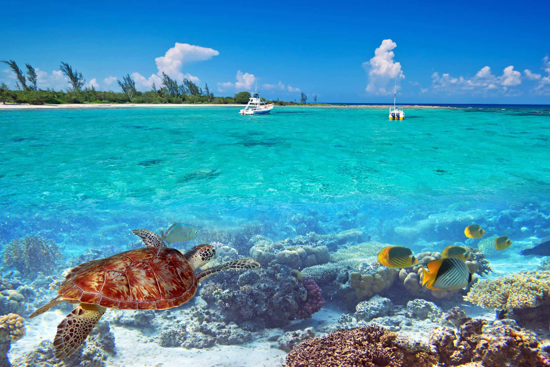 sea turtle, vibrant coral reefs, crystal clear turquoise waters, Full HD Desktop Wallpaper