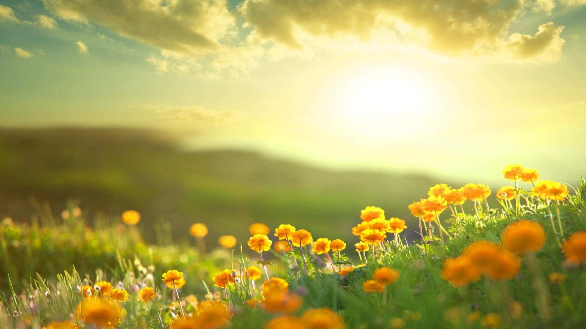 golden marigolds, sunlit meadow, warm glowing sky, Full HD Desktop Wallpaper