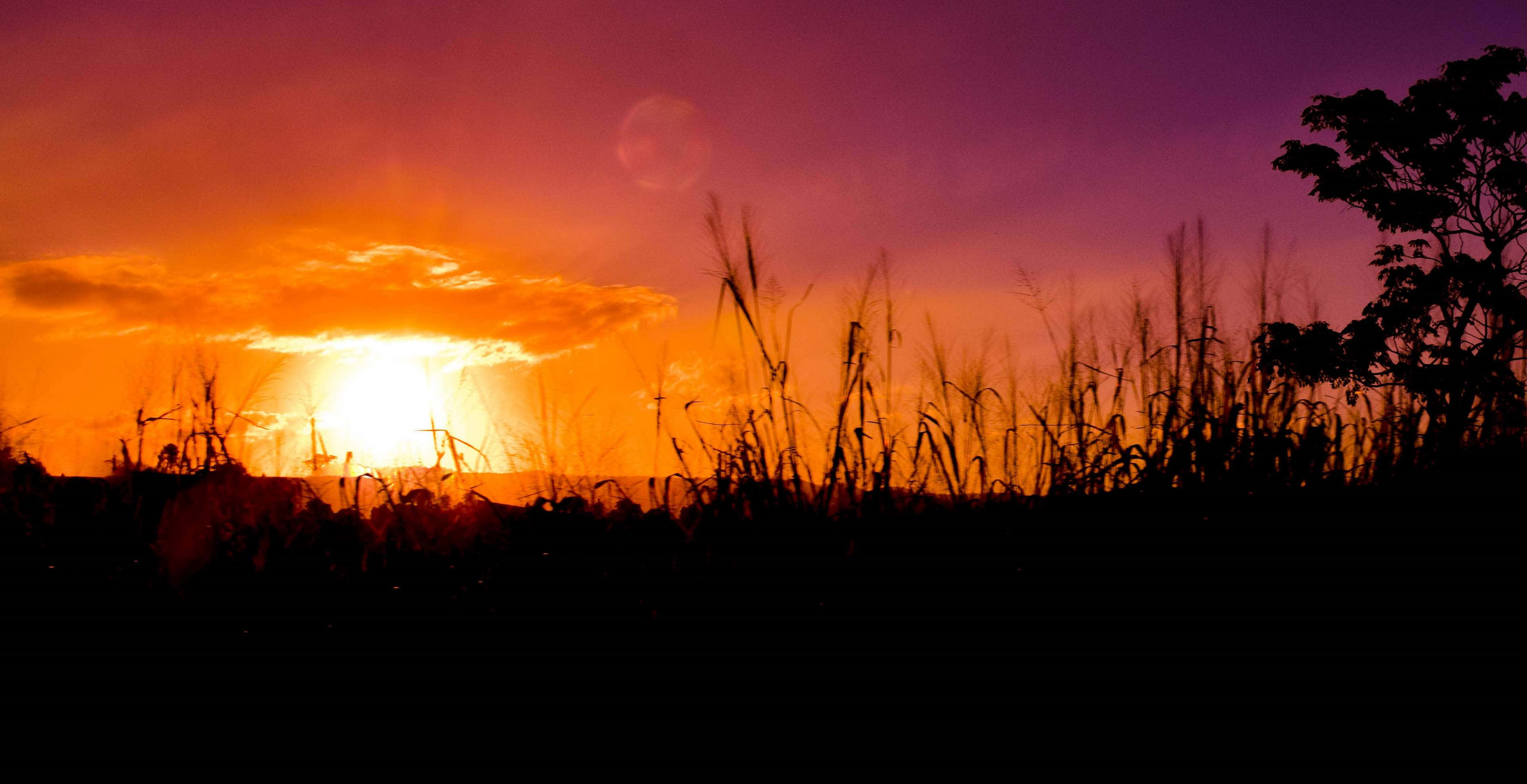 fiery sunset, orange and purple, silhouetted grasses, 4K Desktop Wallpaper