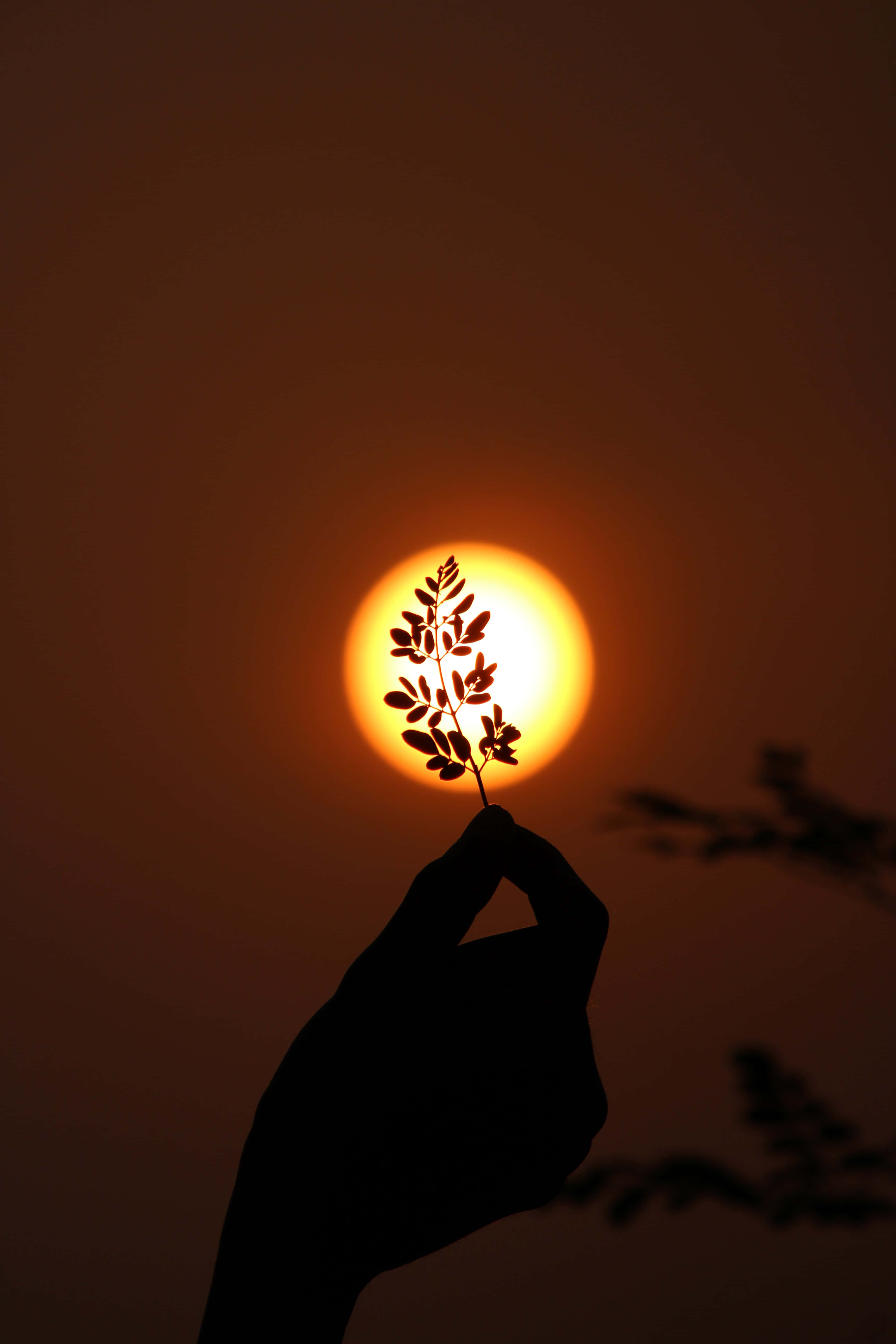 sun, orange sunset, leafy branch, 5K Phone Wallpaper