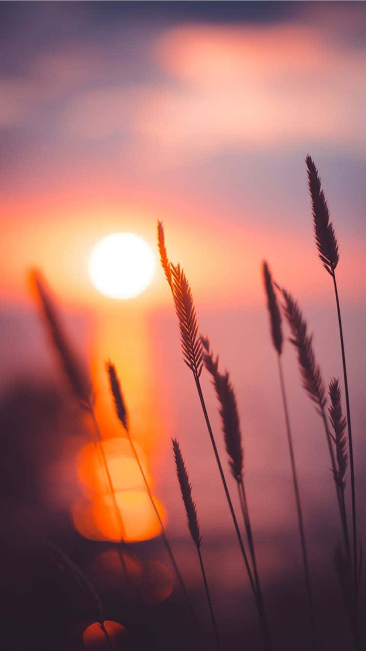 sunset, orange, purple, HD Phone Wallpaper