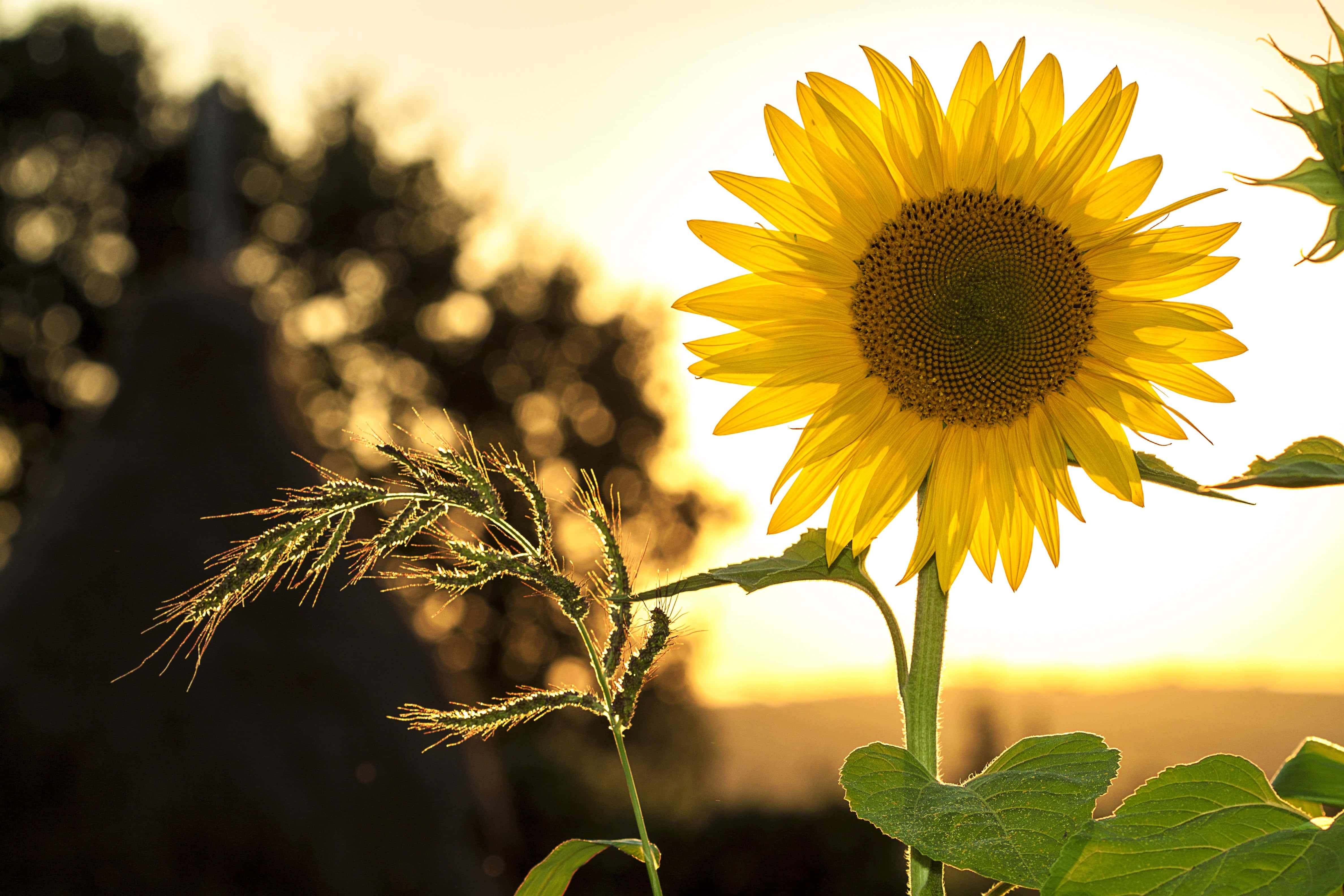 sunflower, golden sunset, blurred trees, 4K Desktop Wallpaper