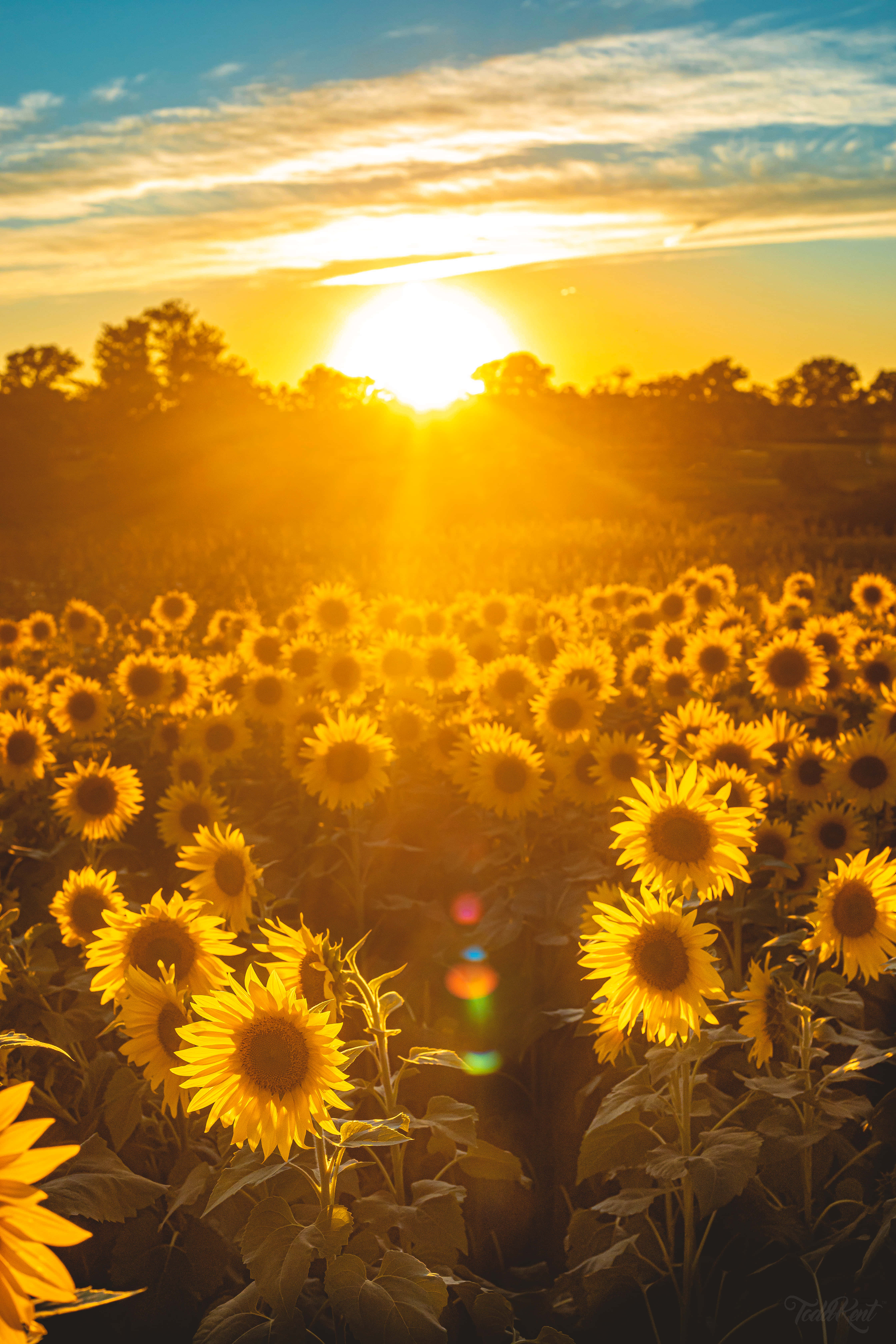 Sunset, sunflowers, golden light, 5K Phone Wallpaper