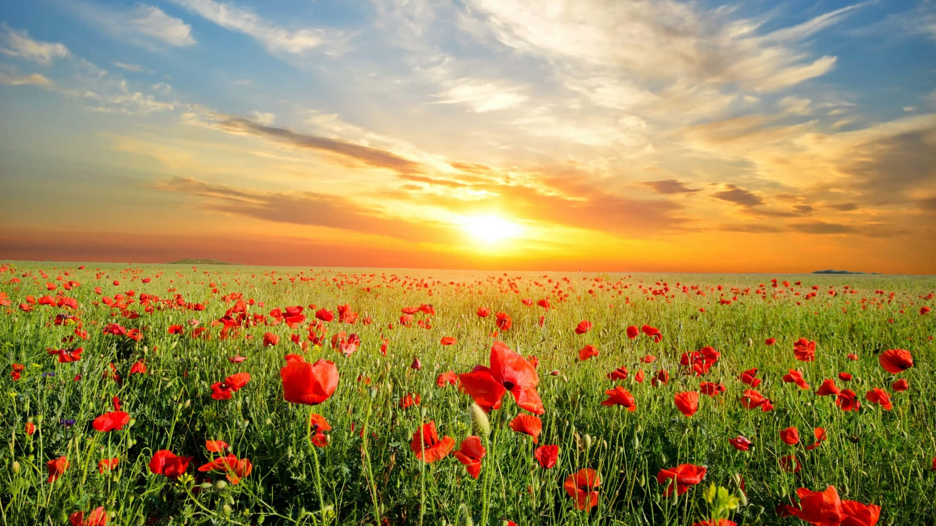 red poppies, field, sunset, Full HD Desktop Wallpaper