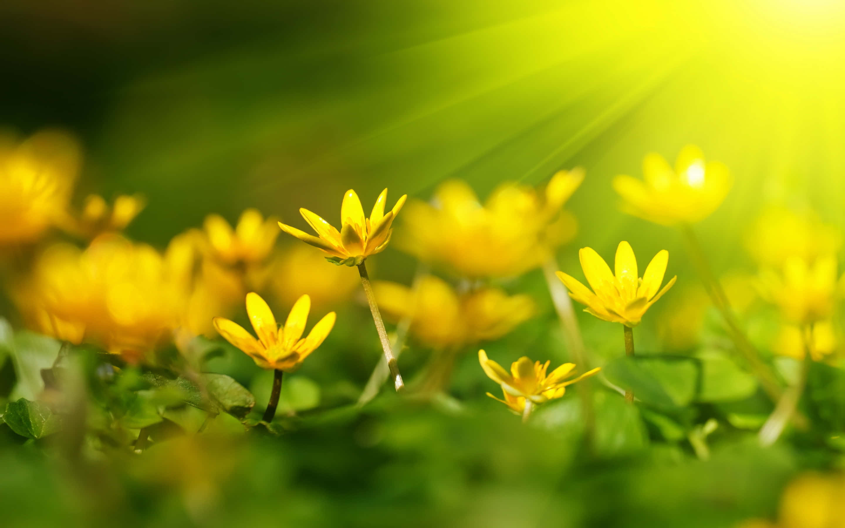 sunlight, vibrant yellow flowers, lush green grass, 2K Desktop Wallpaper