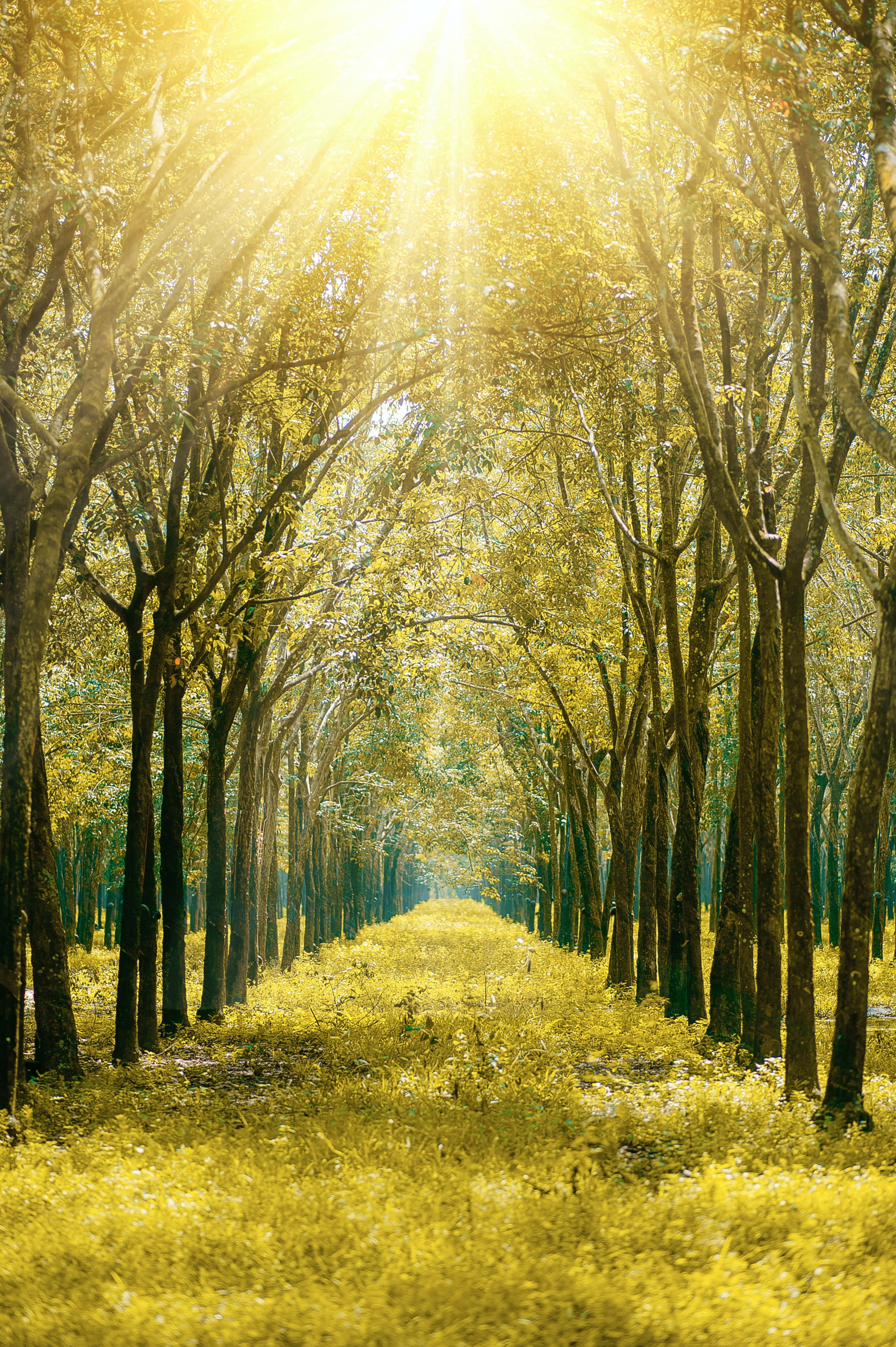 Golden orange sunrays, beach paradise, tunnel of tall trees, 4K Phone Wallpaper