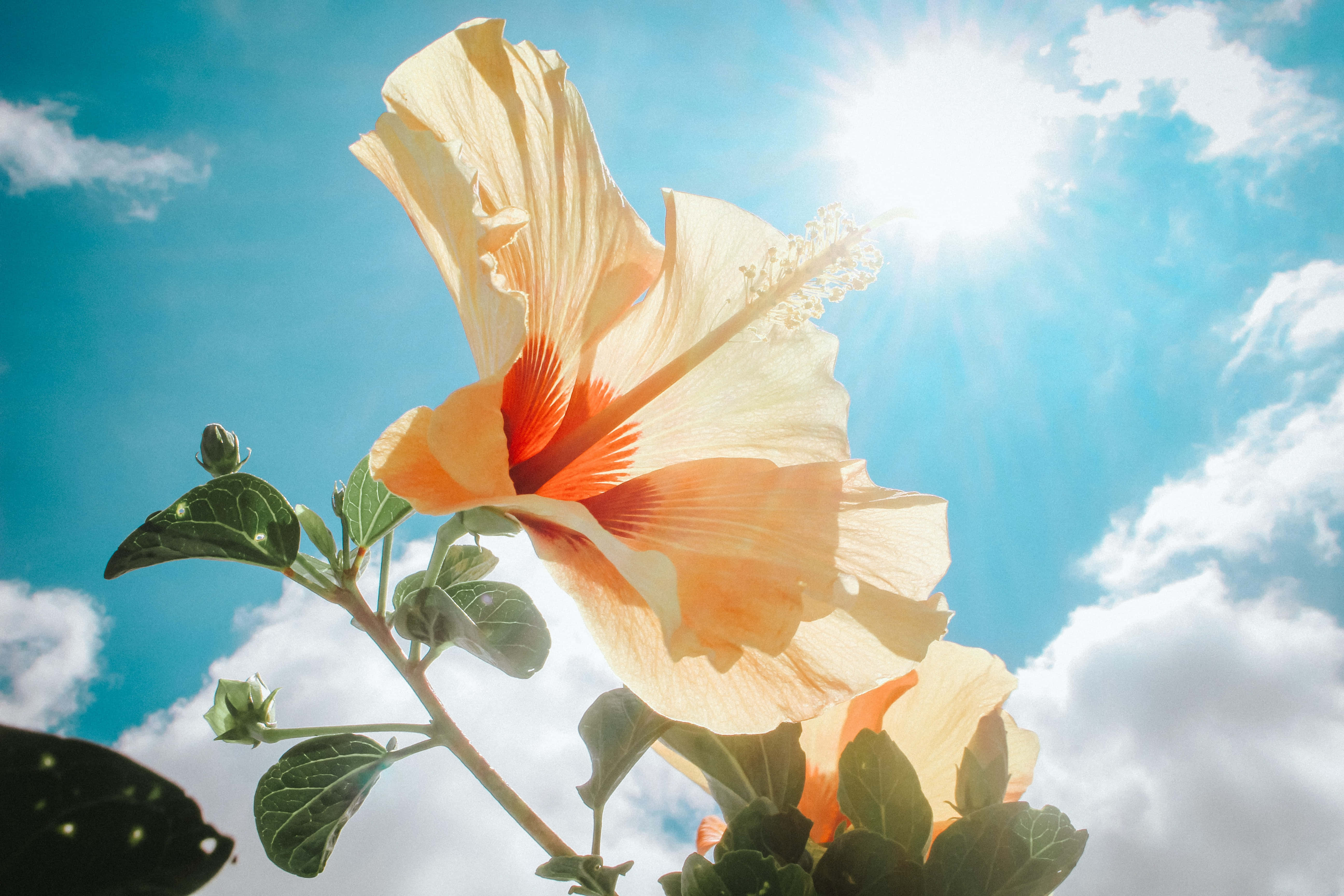 hibiscus flower, bright blue sky, sun rays, 5K Desktop Wallpaper
