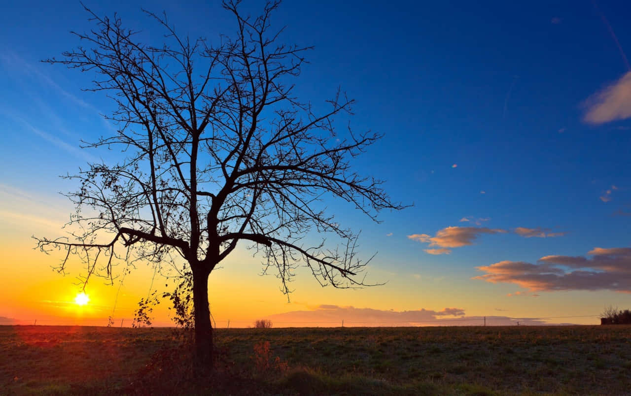 beautiful sunshine, vibrant sunset sky, grassy field, HD Desktop Wallpaper