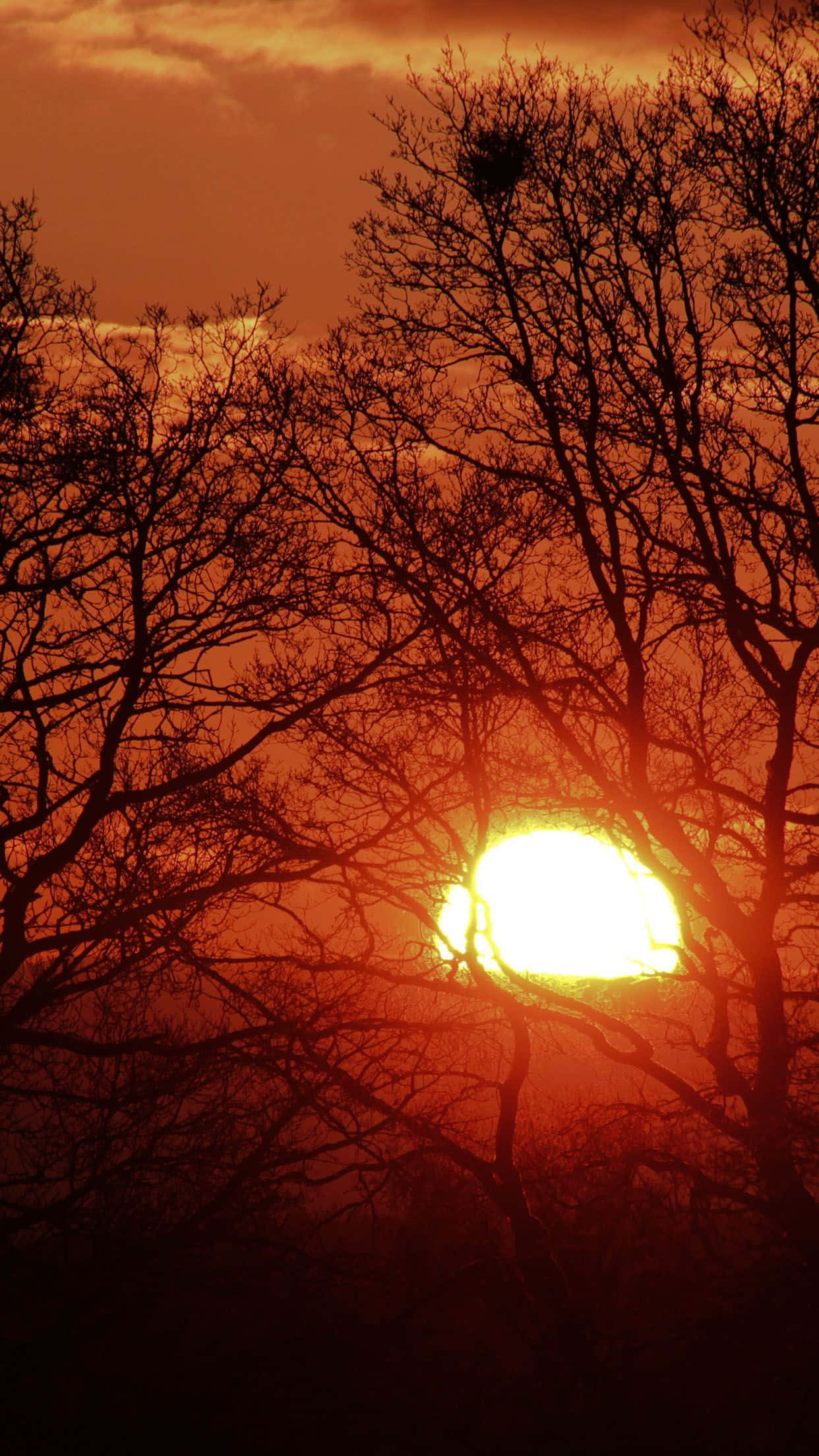 fiery sunset, bare tree branches, orange sky, Full HD Phone Wallpaper
