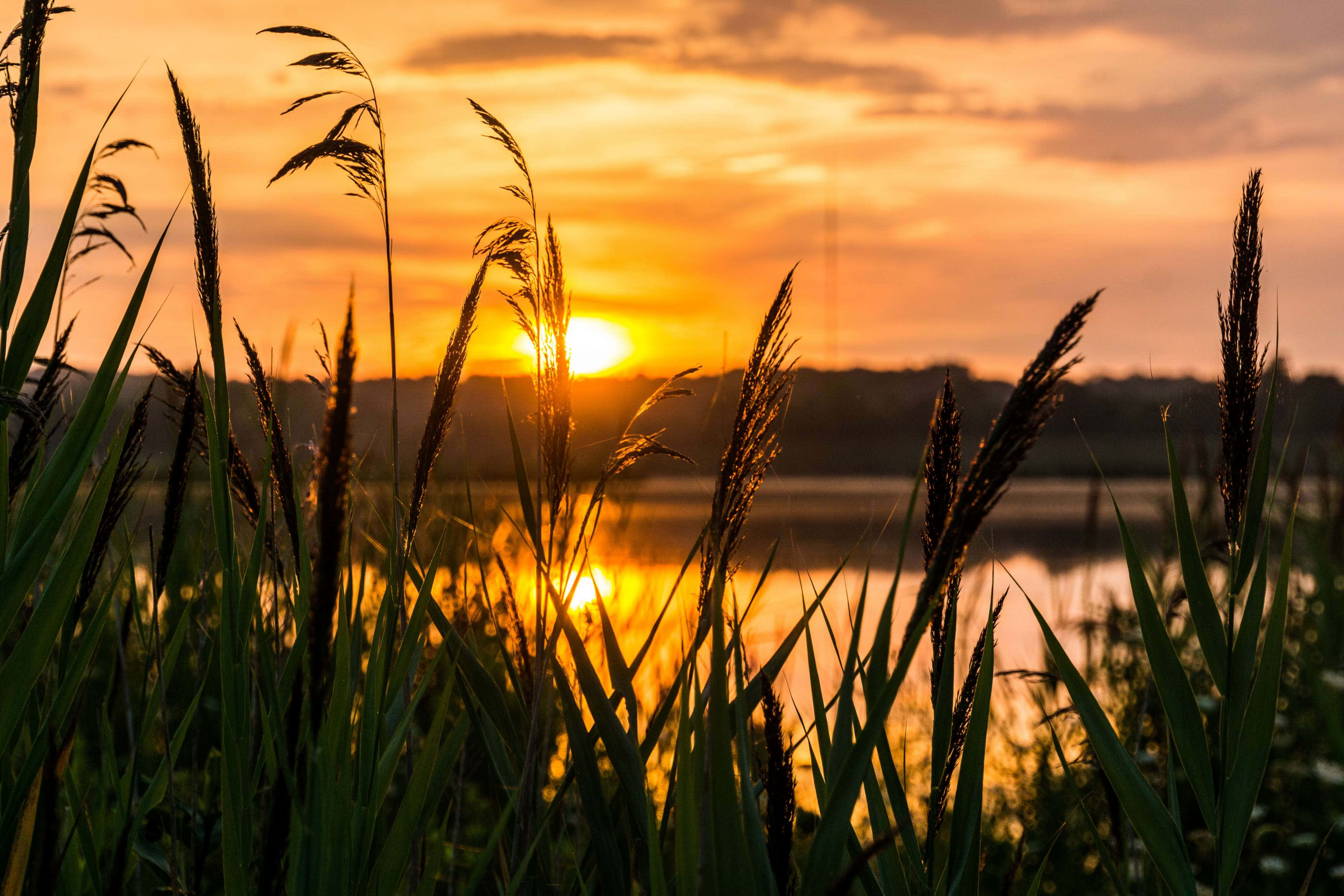 beautiful sunshine, golden sunset, tall reeds, 4K Desktop Wallpaper