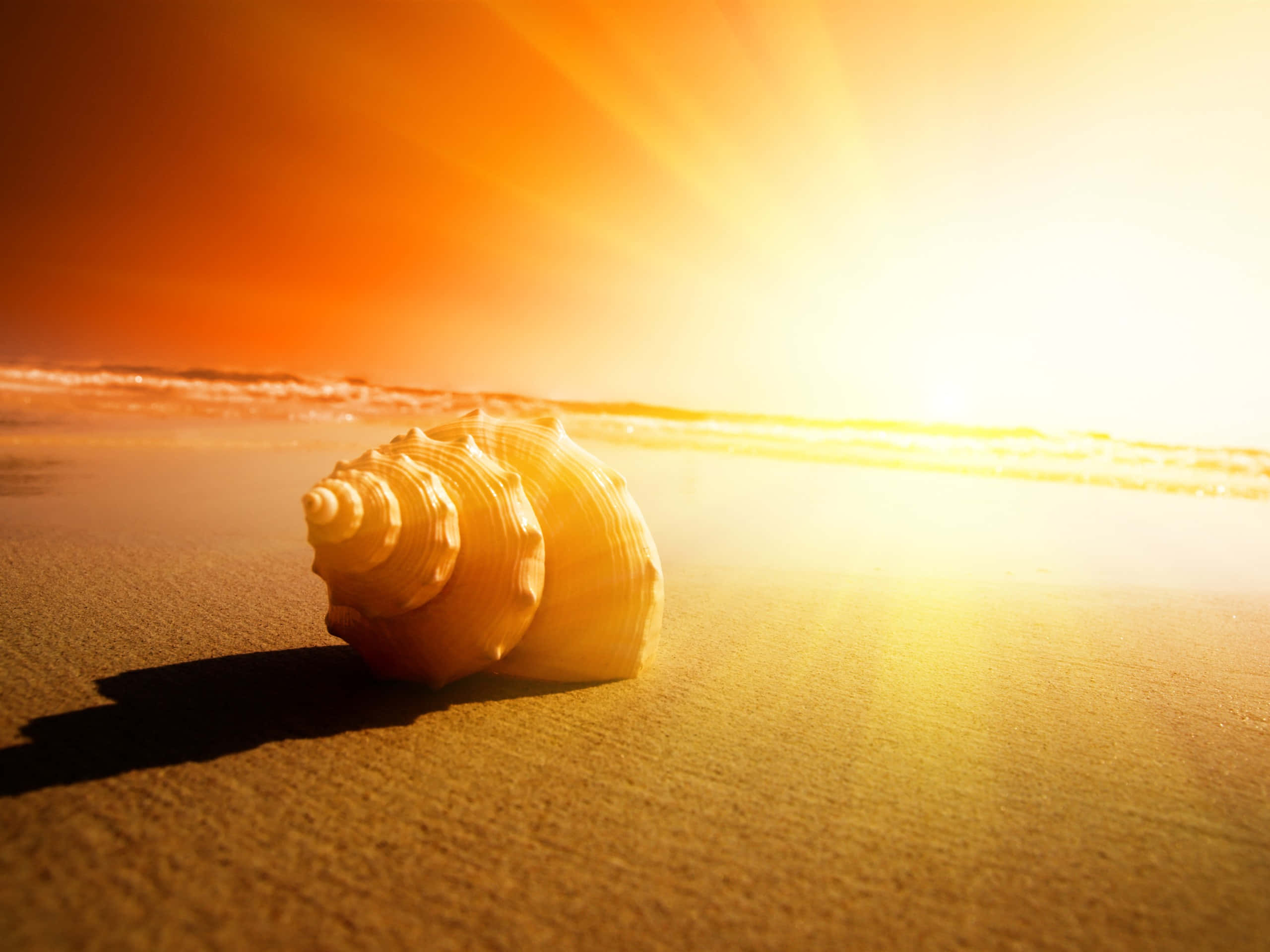 sunny day, golden sun rays, glowing horizon, 2K Desktop Wallpaper