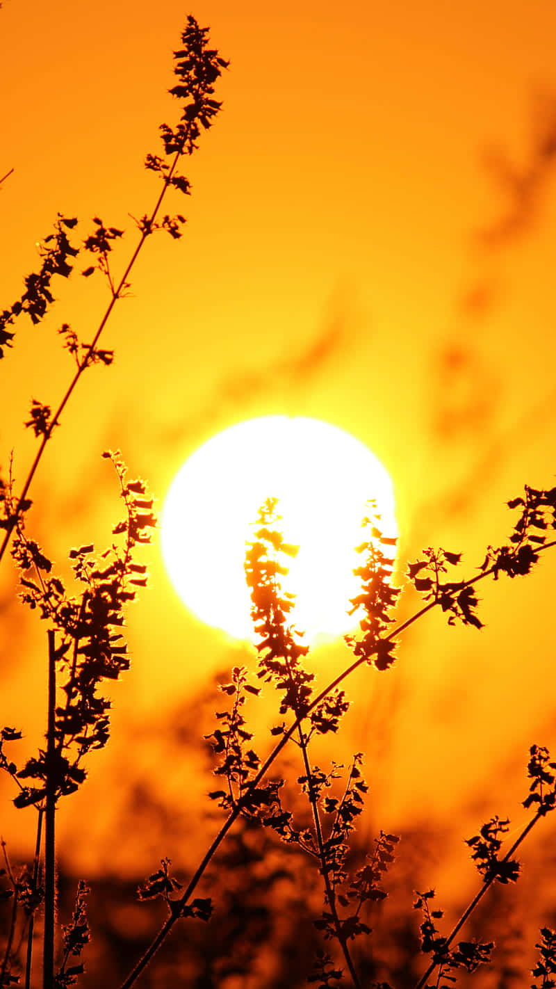 Beautiful Sunshine, sun, amber, HD Phone Wallpaper